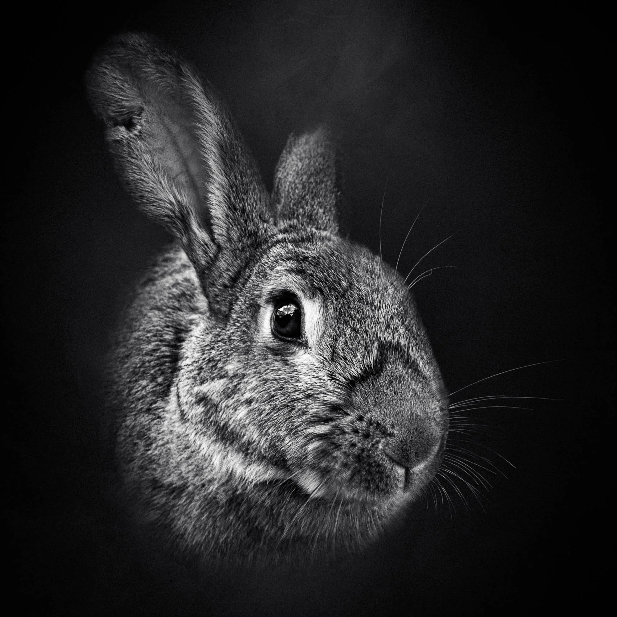 Un portrait en noir et blanc d'un lapin avec une oreille droite dressée et l'autre pliée, fond noir.