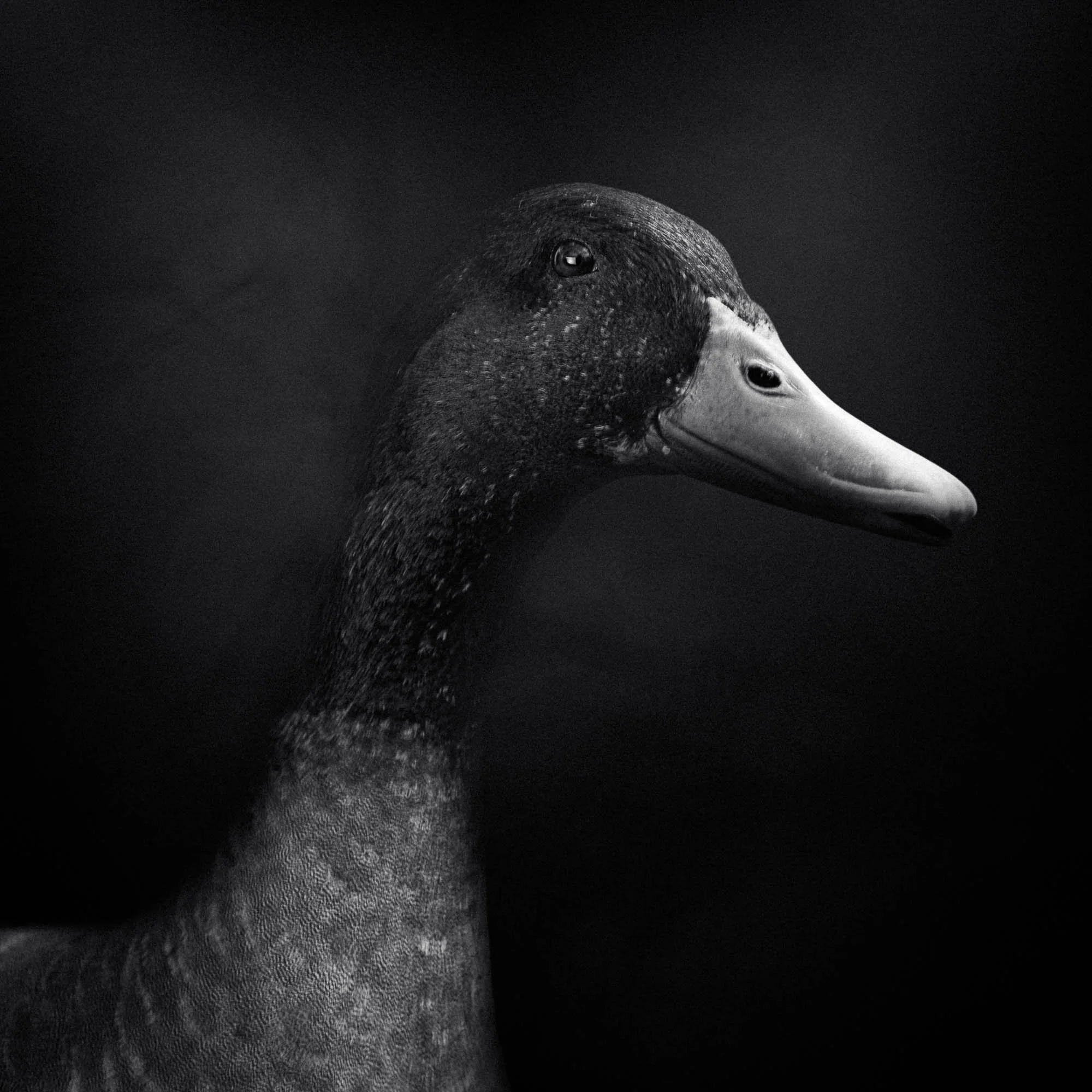 Un canard noir et blanc avec un long cou et un bec clair, portrait en gros plan.