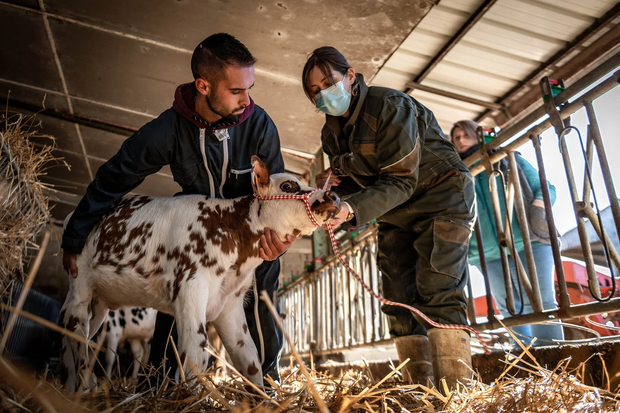 Deux personnes en train de soigner un veau dans une étable, avec des bottes et des salopettes, entourées de paille et de barrières métalliques.