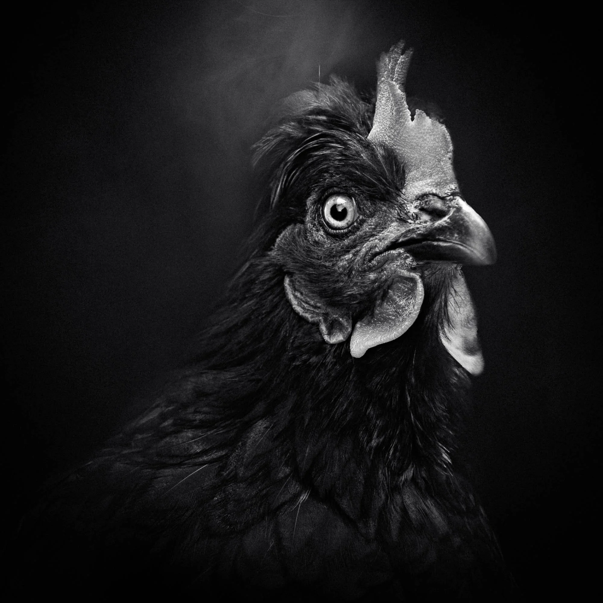 Un portrait noir et blanc d'une créature hybride entre un coq et un chimpanzé.
