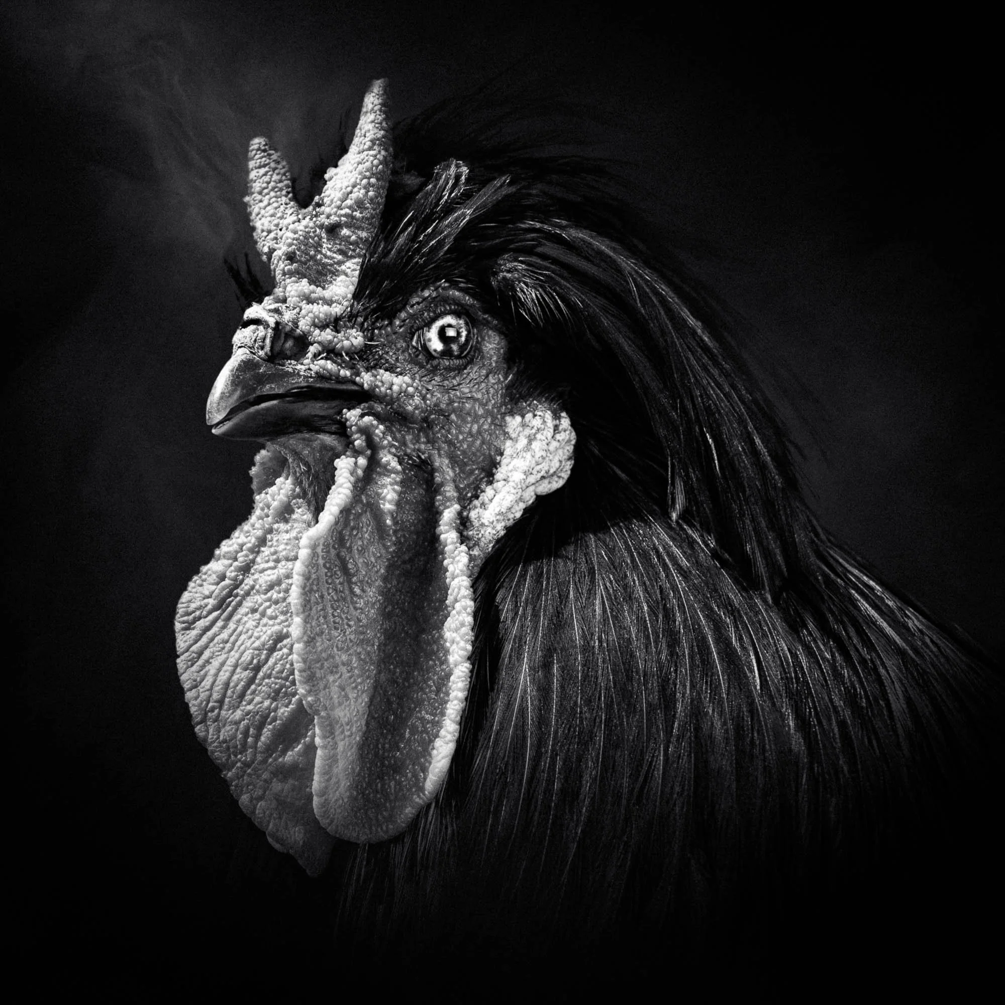 Un portrait en noir et blanc d'un coq avec un plumage détaillé et un regard perçant.