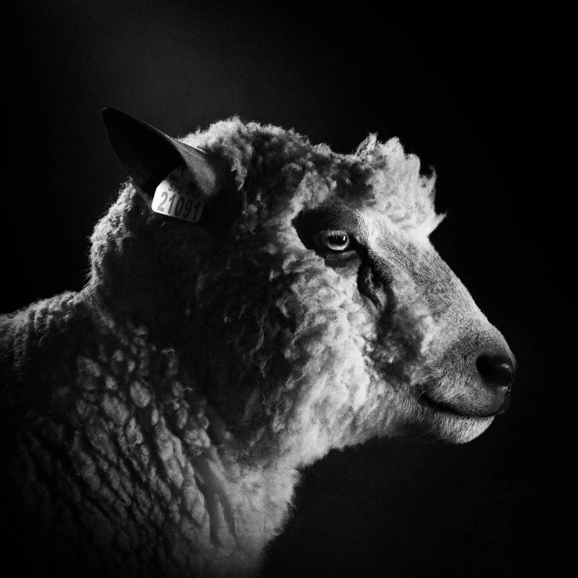 Photo en noir et blanc d'un mouton avec une couverture de laine bouclée, un œil visible, et une étiquette d'oreille, contre un fond noir.