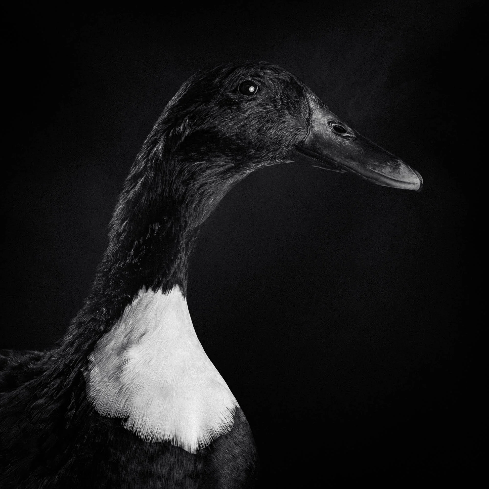 Portrait en noir et blanc d'une tête de canard contre un fond noir.