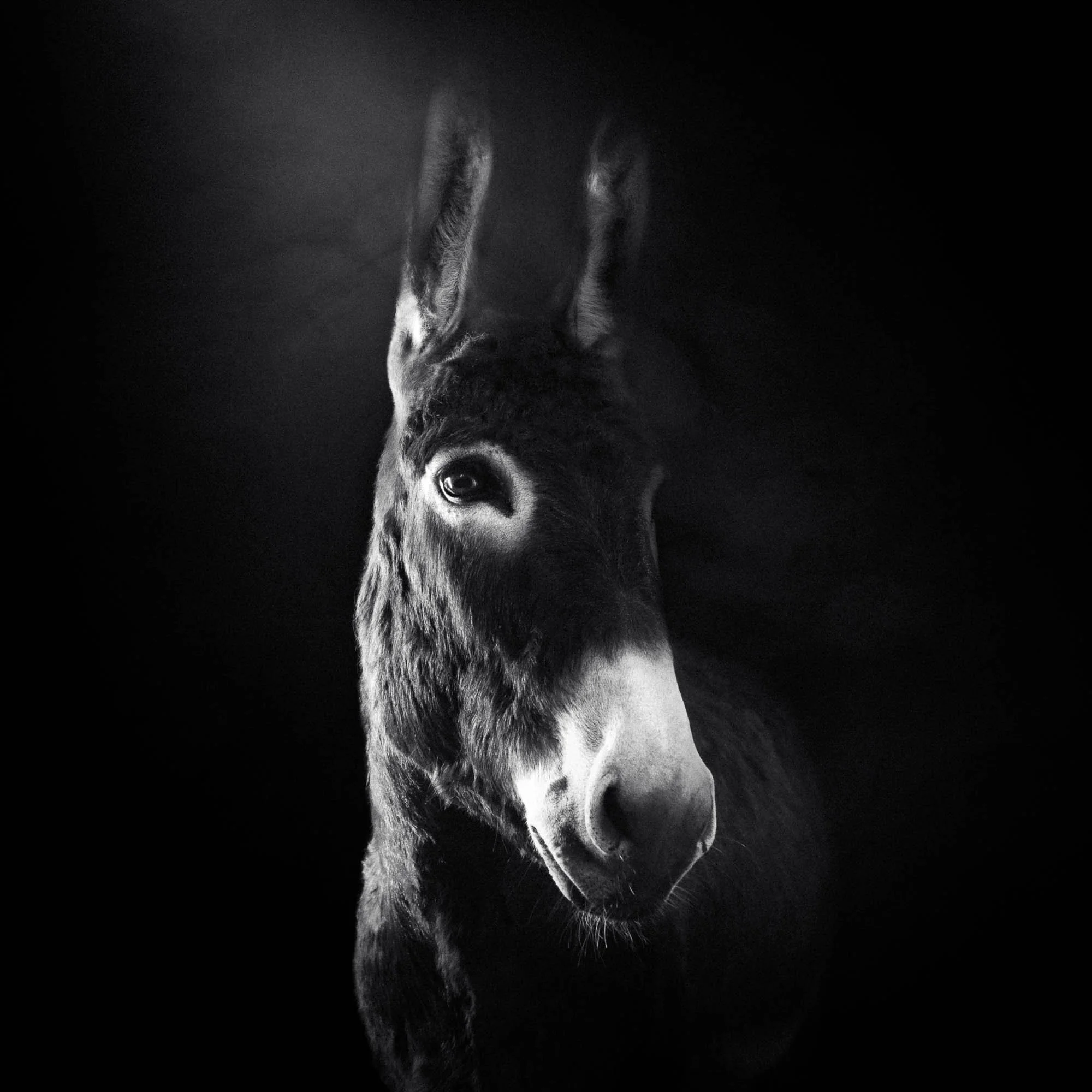 Un portrait en noir et blanc d’un cheval avec une lumière douce mettant en valeur son visage et ses oreilles, fond sombre.