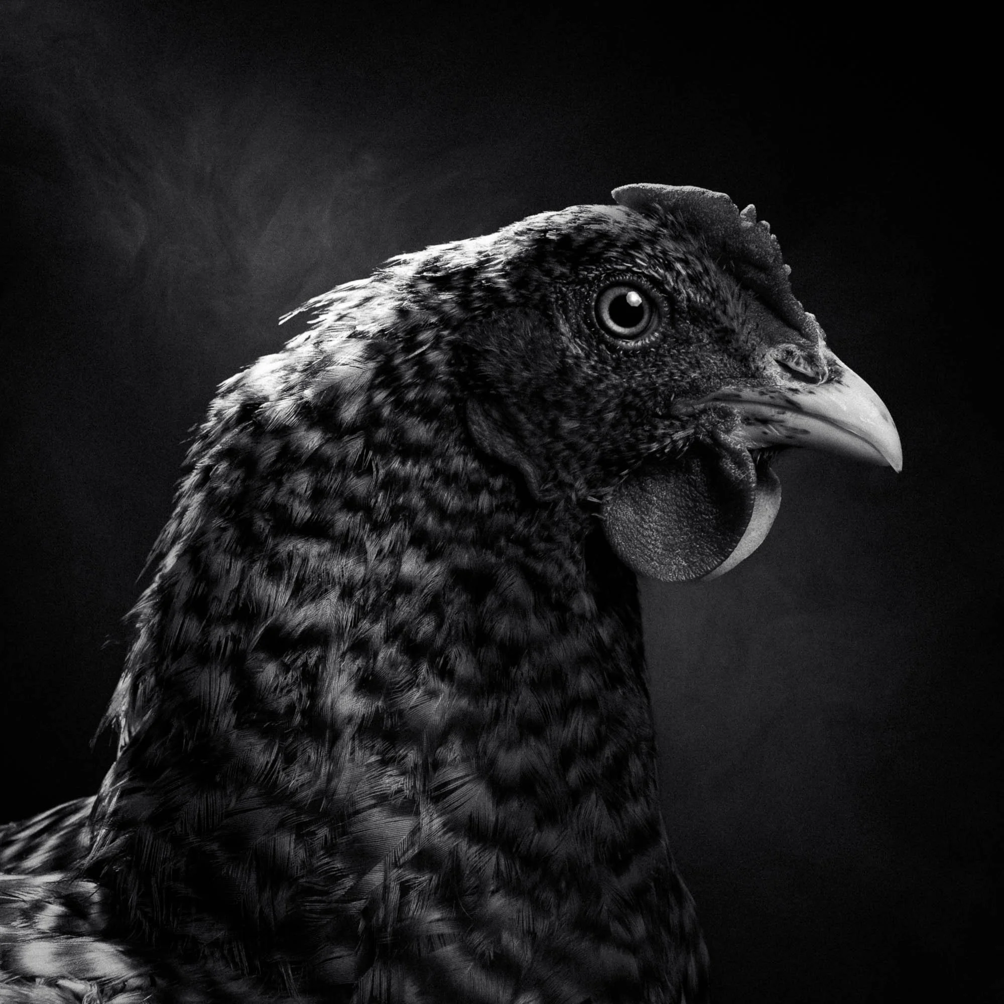 Un oiseau noir et blanc avec un bec et des yeux perçants, et une présence d'une petite crête sur la tête, photographié en gros plan sur fond sombre.