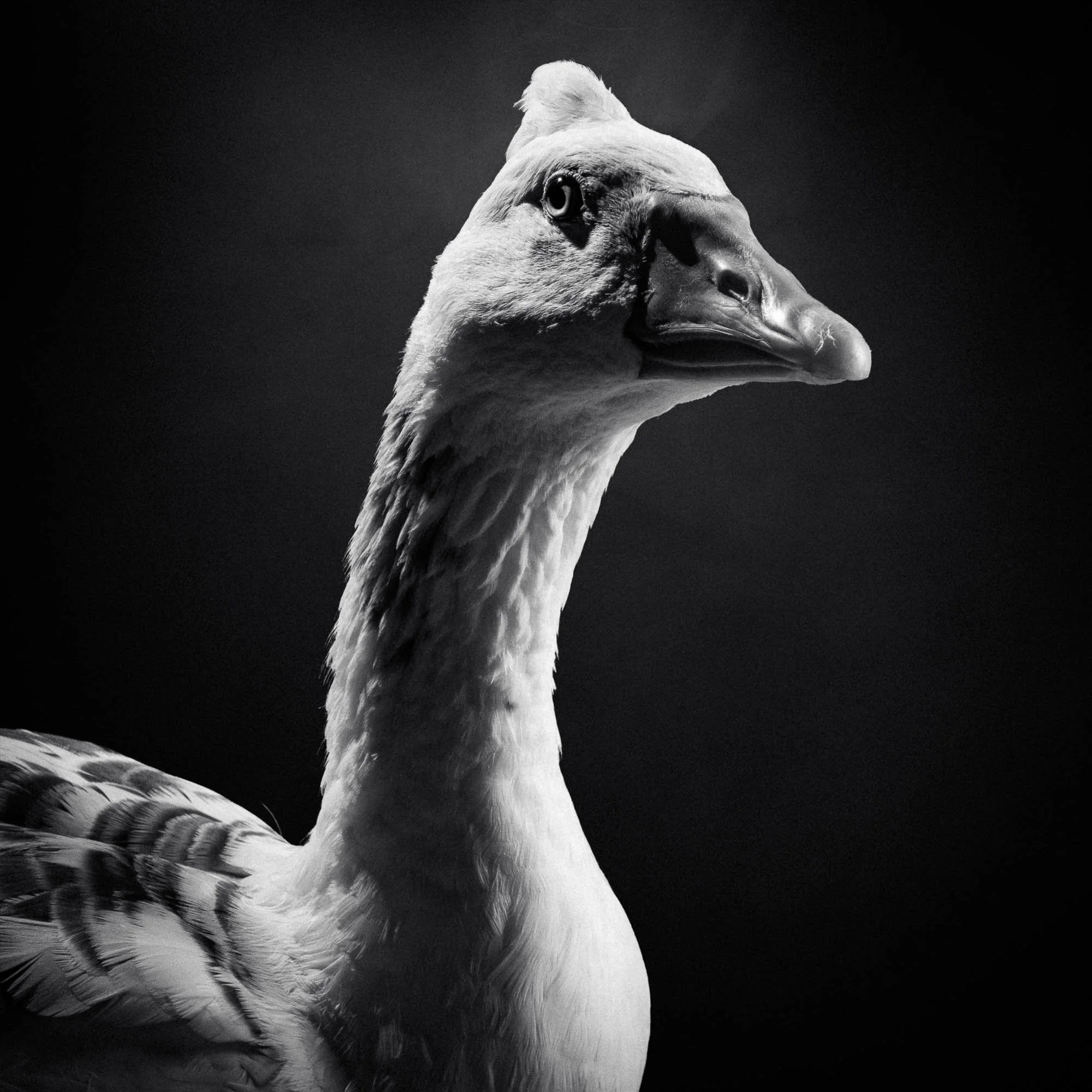 Un cygne blanc en noir et blanc, montre uniquement la tête et le cou, avec un arrière-plan sombre.