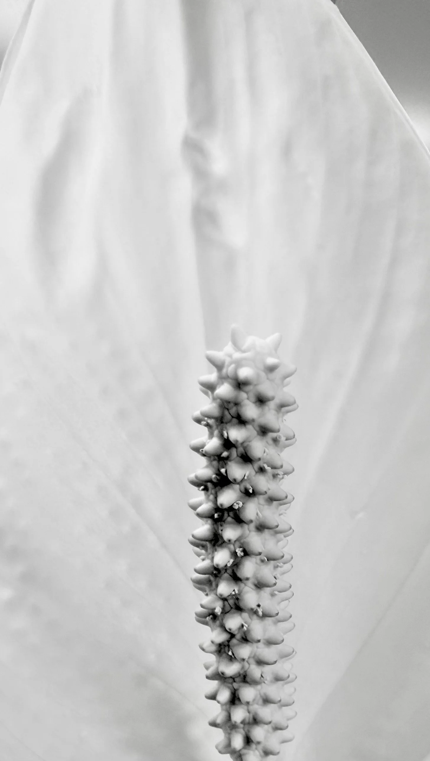 IMG_1563.jpeg