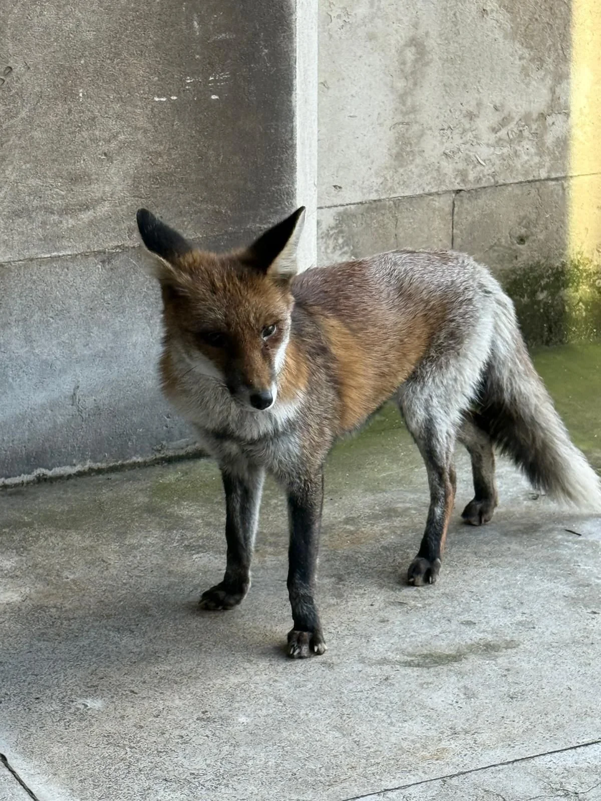 Wonderful Wildlife at Westminster… and Have Your Views Heard on the BBC