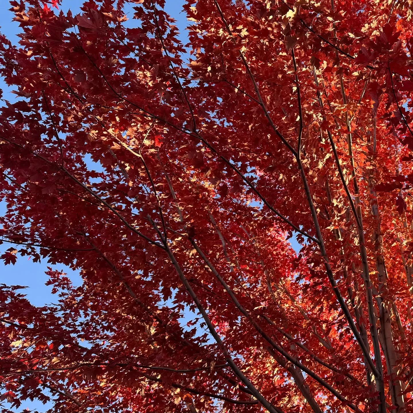 Autumn leaves and cozy vibes with the best 🧡🍂
