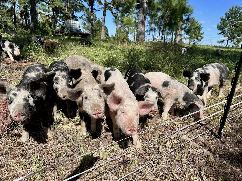 Contact | Greenville, FL — Deep Roots Meat