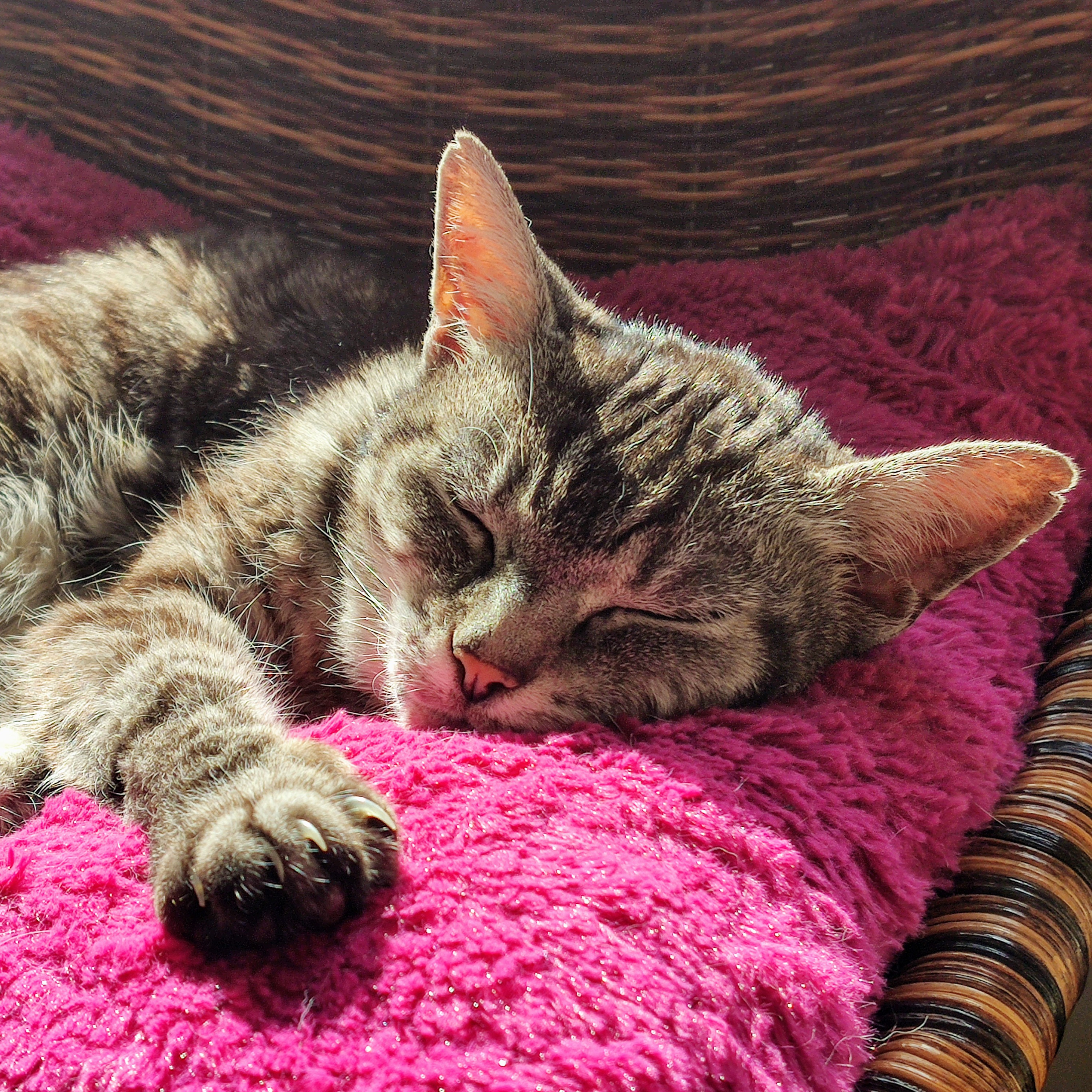 A tabby cat sleeping on a pink blanket in a wicker basket.