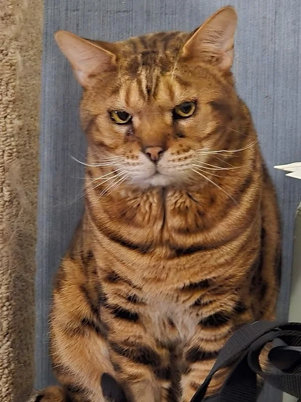 king2.jpeg