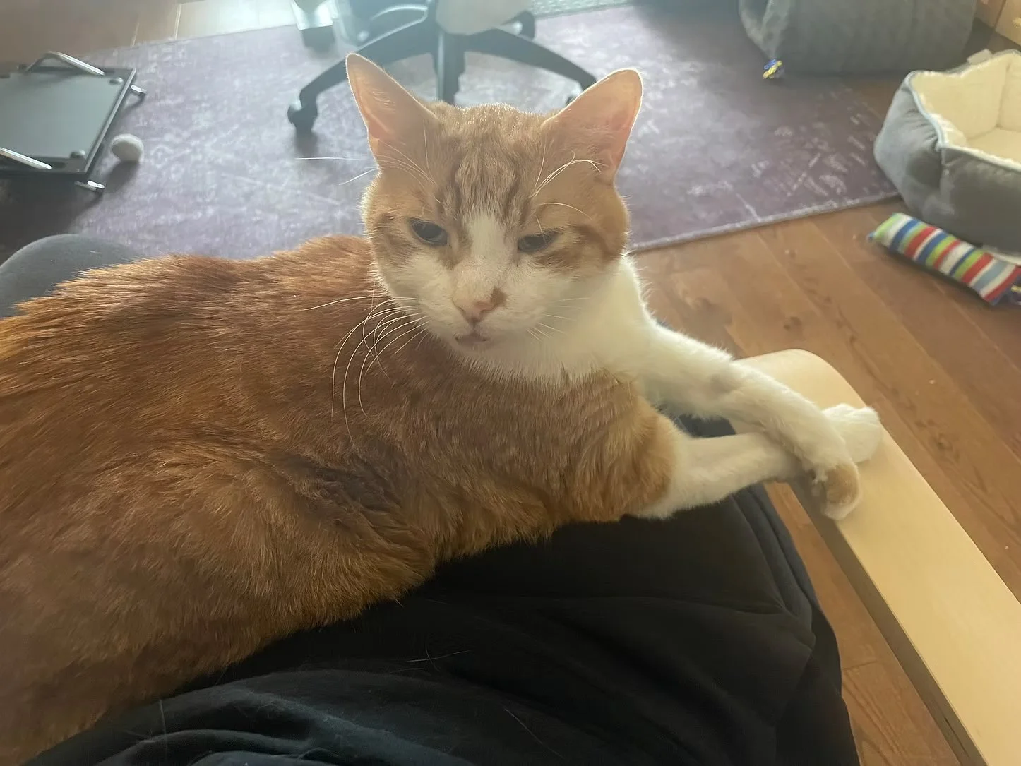 Adopt Pumpkin! (Milo’s Brother)