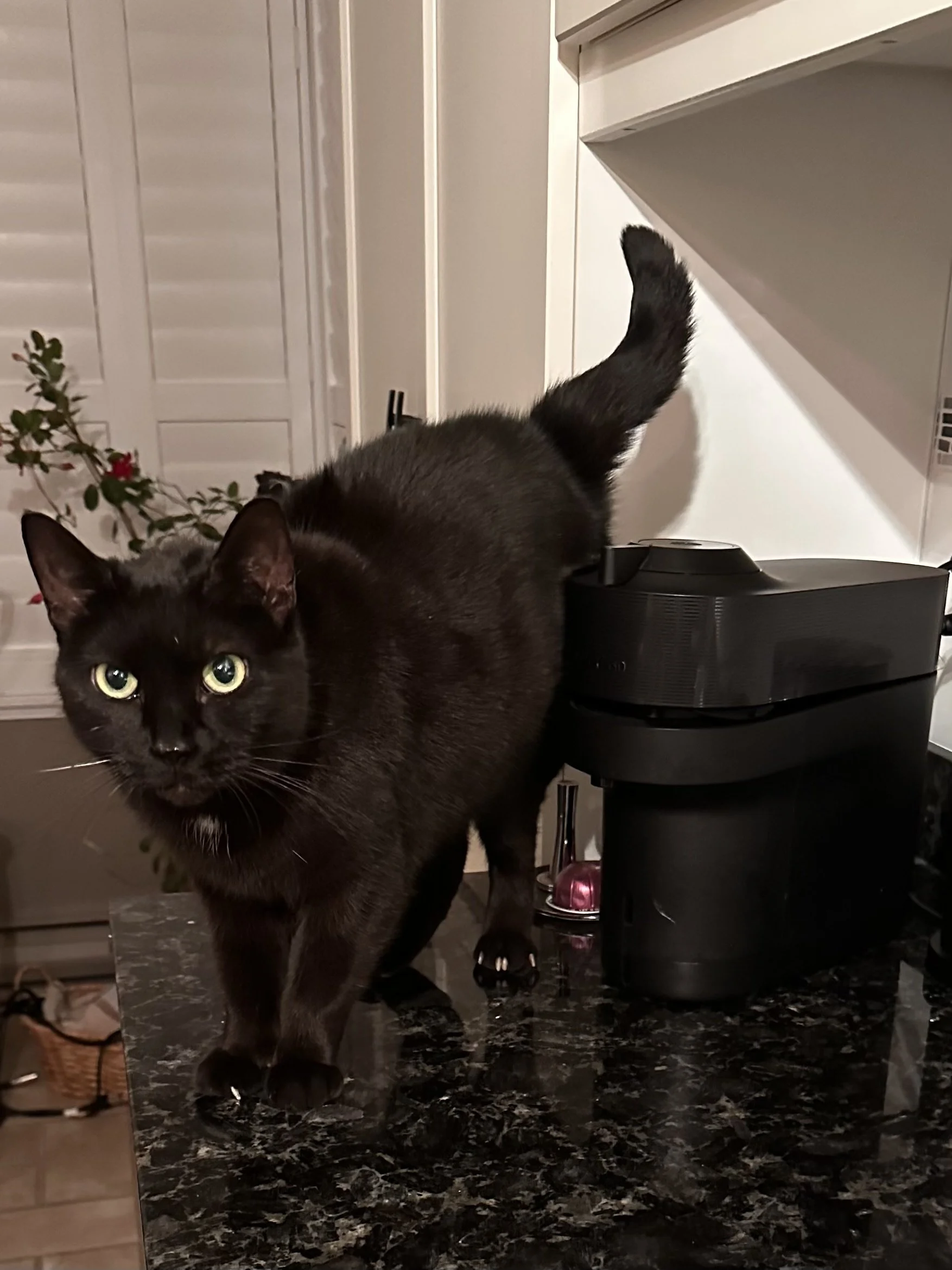 Miss Kitty (Formerly Lightning)