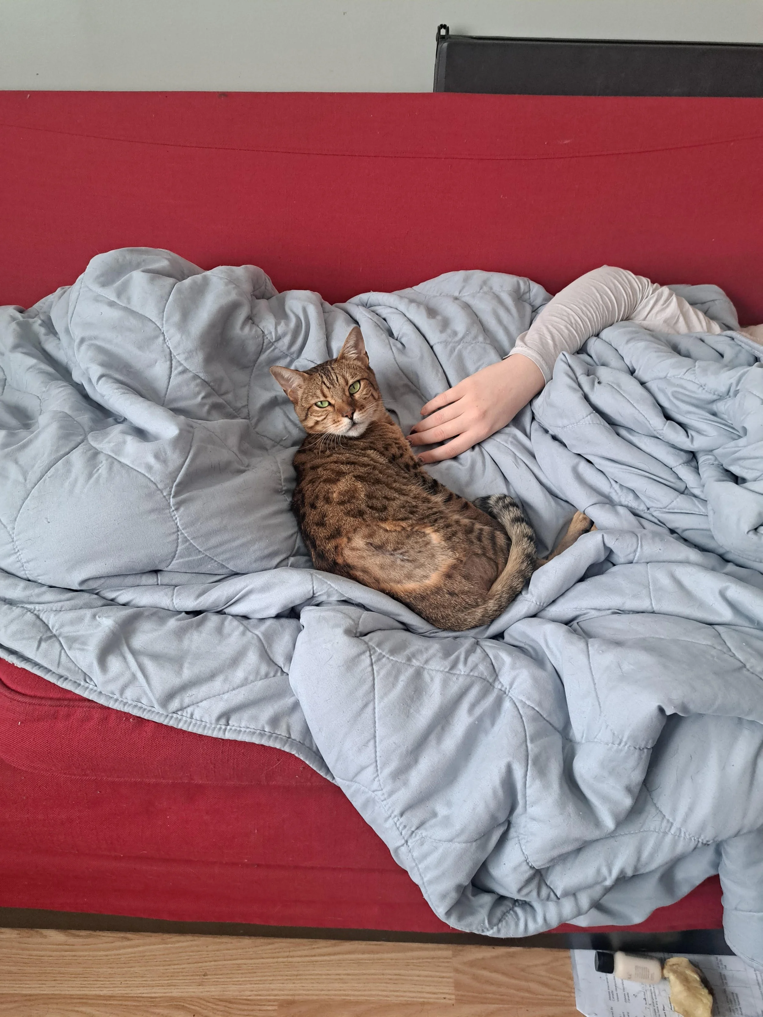 Artemis (Formerly Fendi)