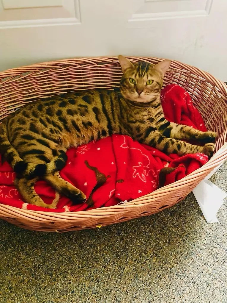 Tony (Formerly King)