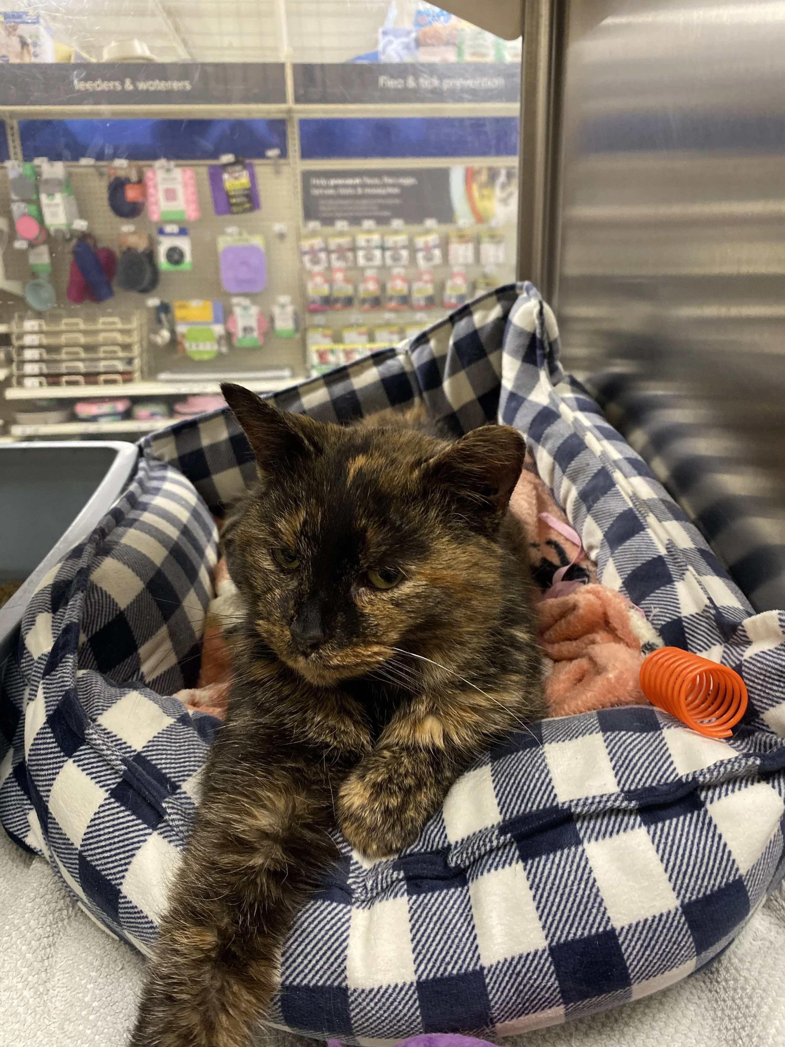 Adopt Toast and Jam! 