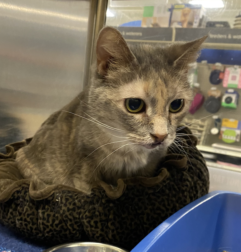 Mae (Formerly Kitty Kardashian)