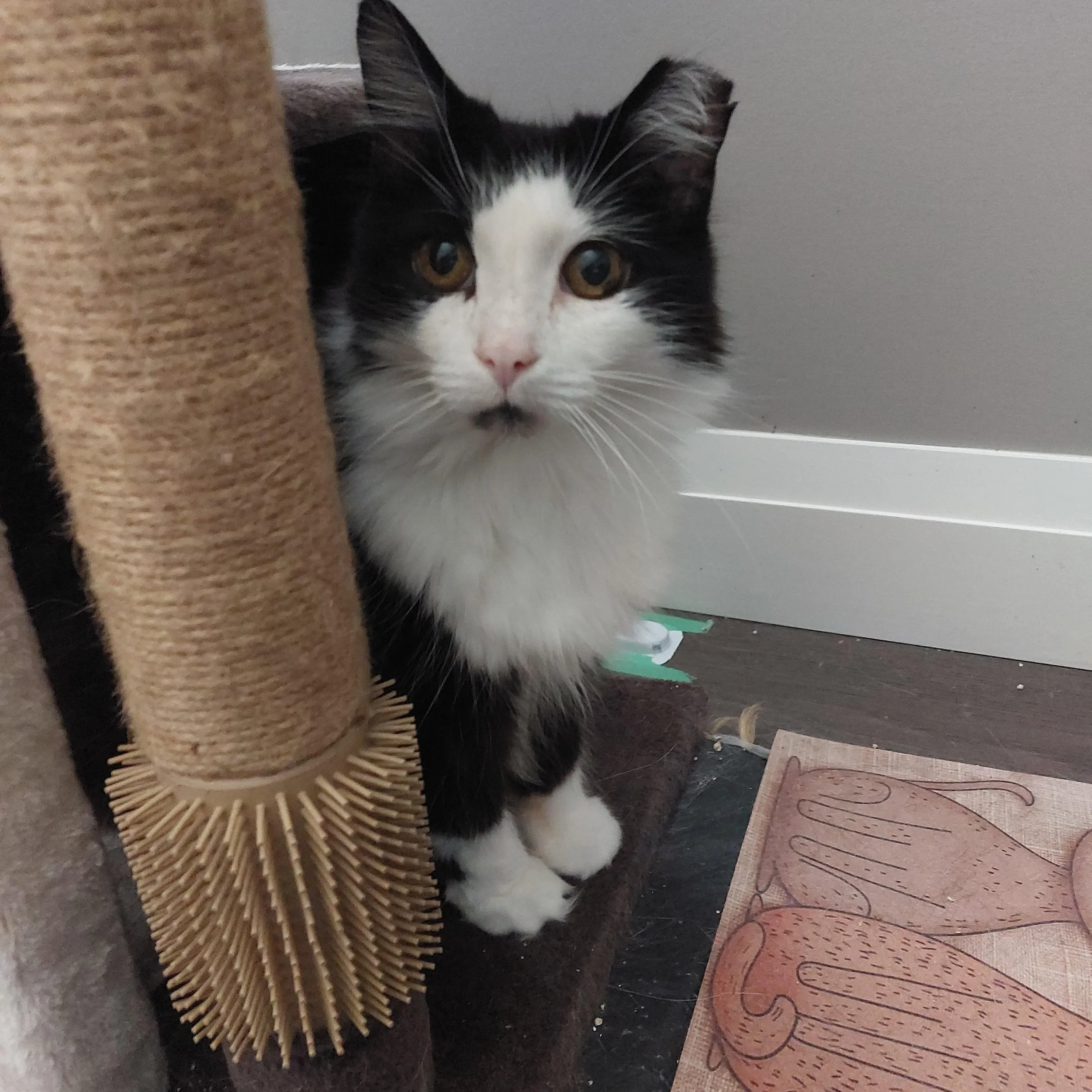 Sadie (Formerly Breeze)