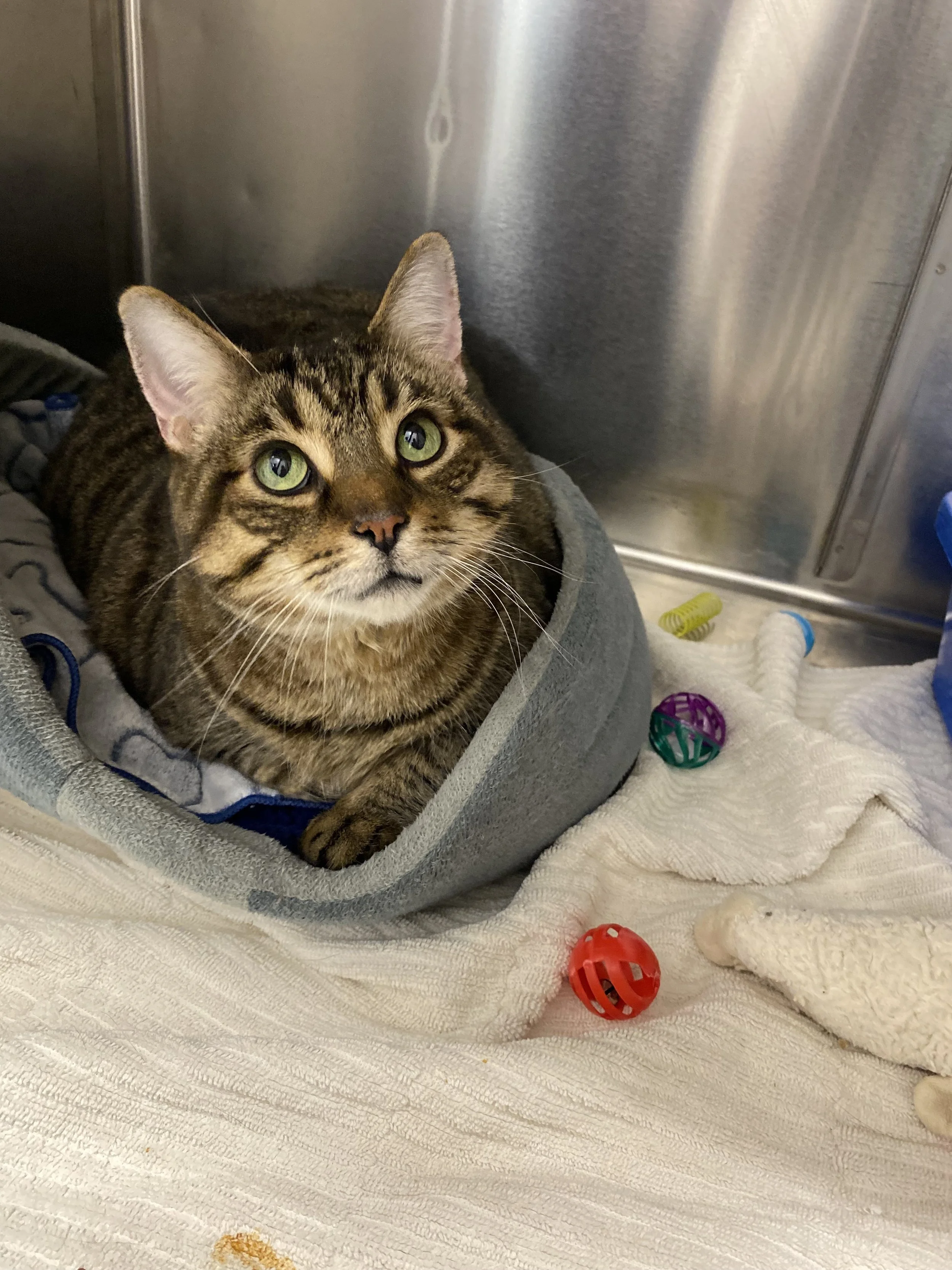 Adopt Oscarr! *adoption pending*