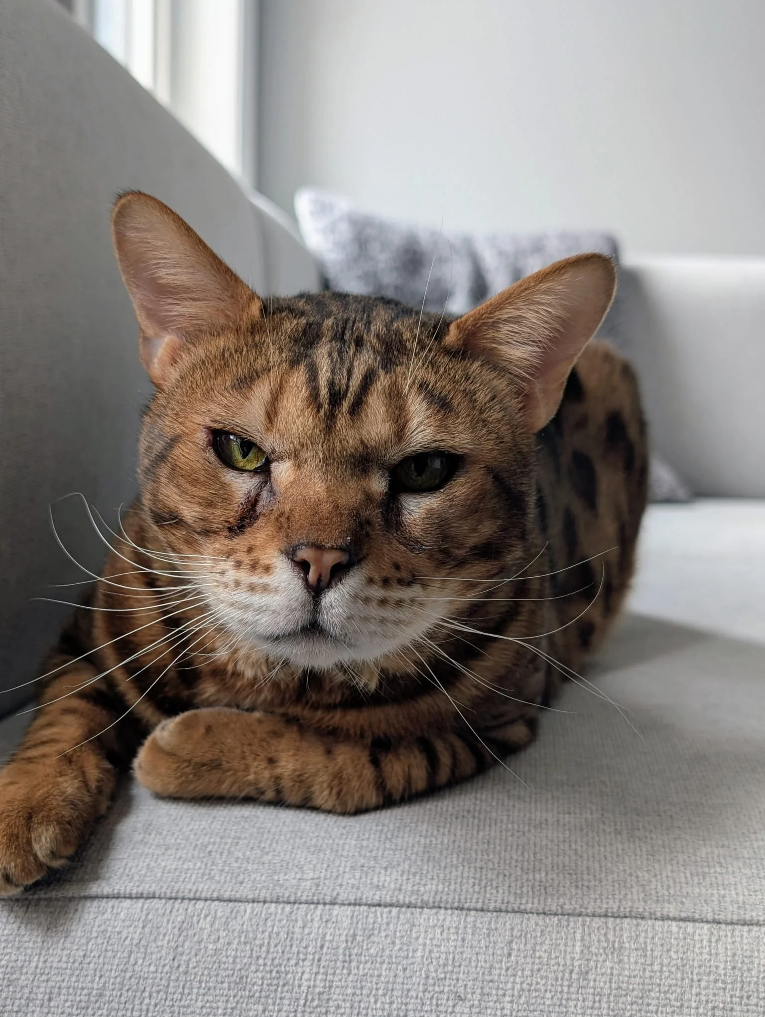 Tony (Formerly King)