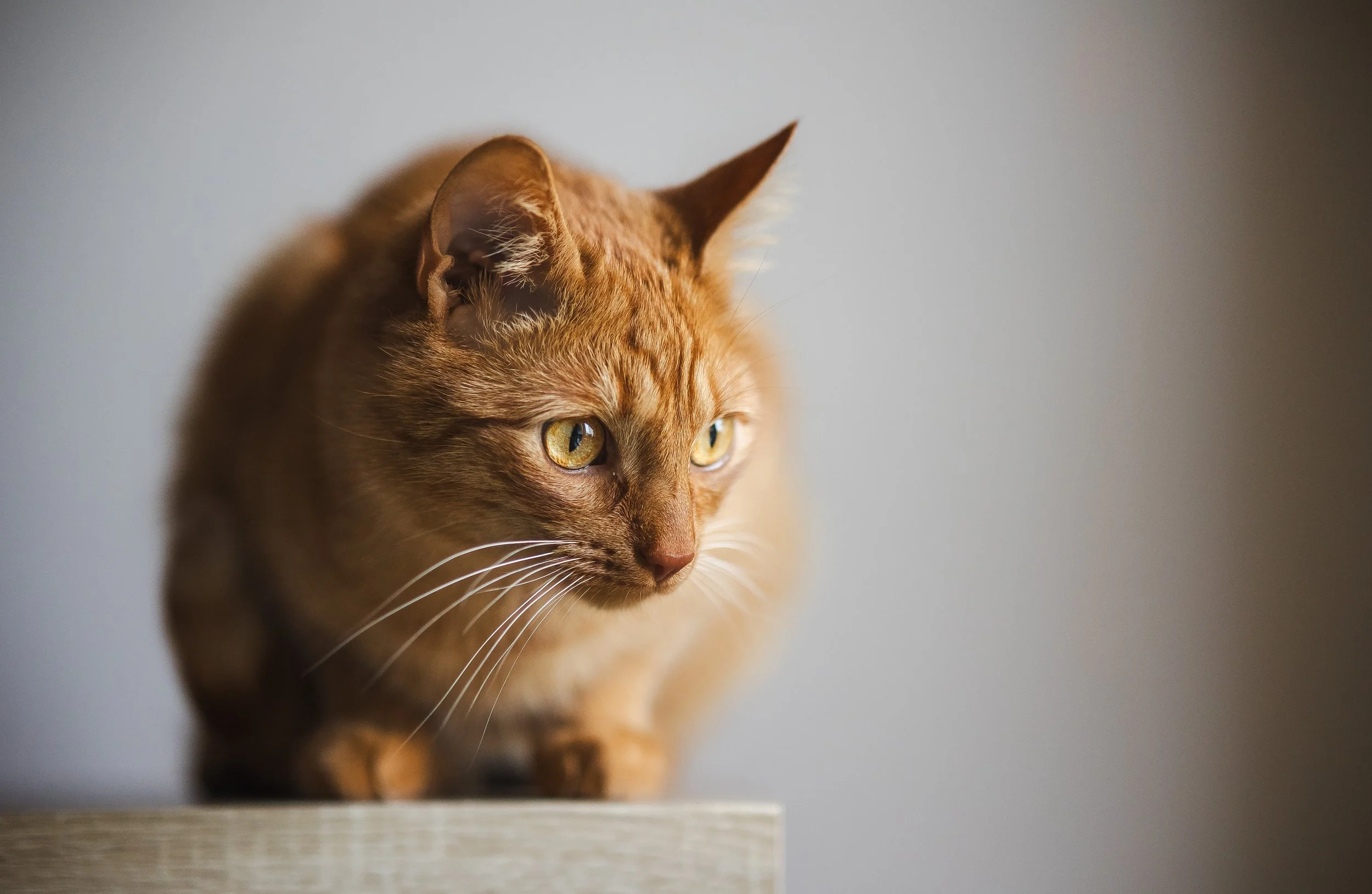 What to Do if Your Cat is Not Using Their Litter Box