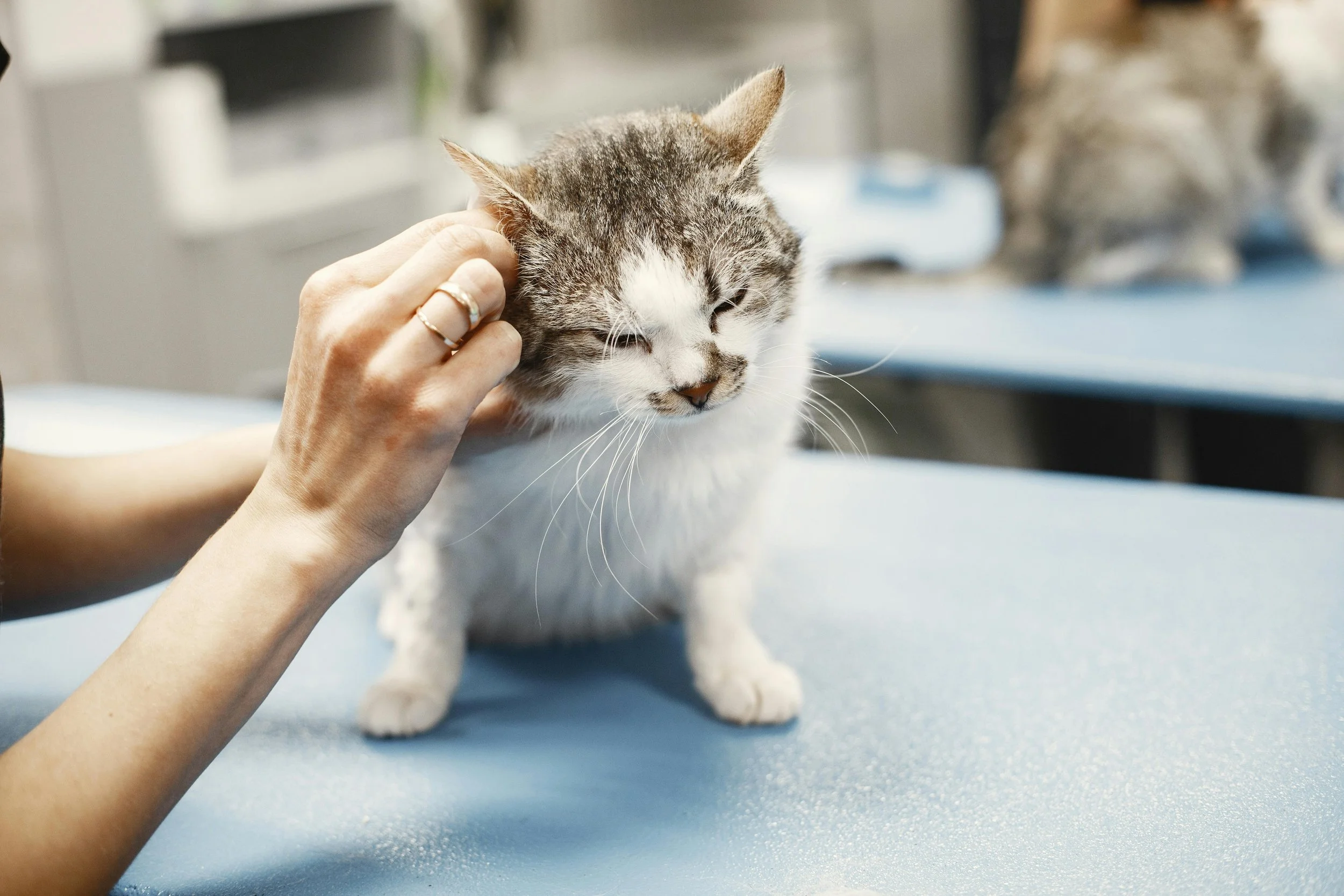Affordable Pet Care Resources