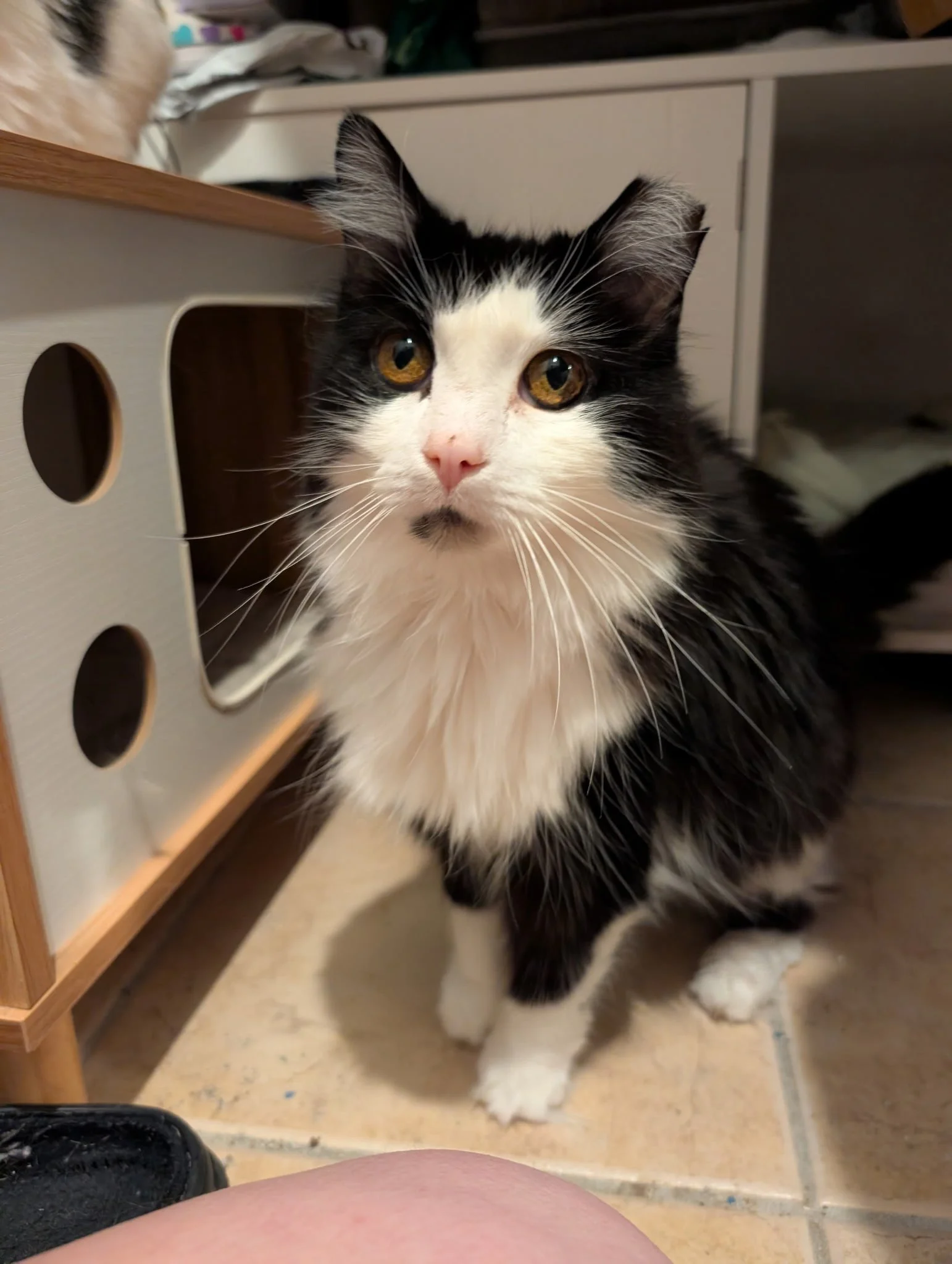 Sadie (Formerly Breeze)