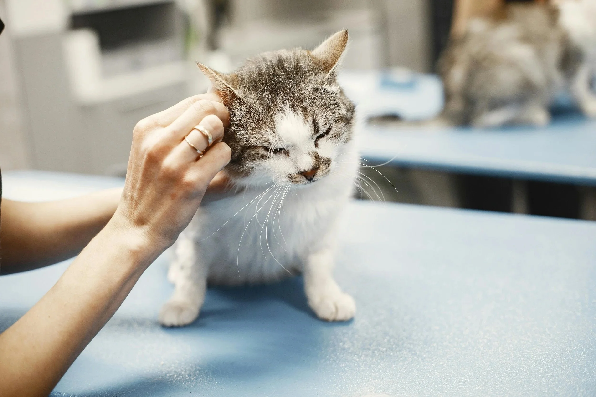 Affordable Pet Care Resources
