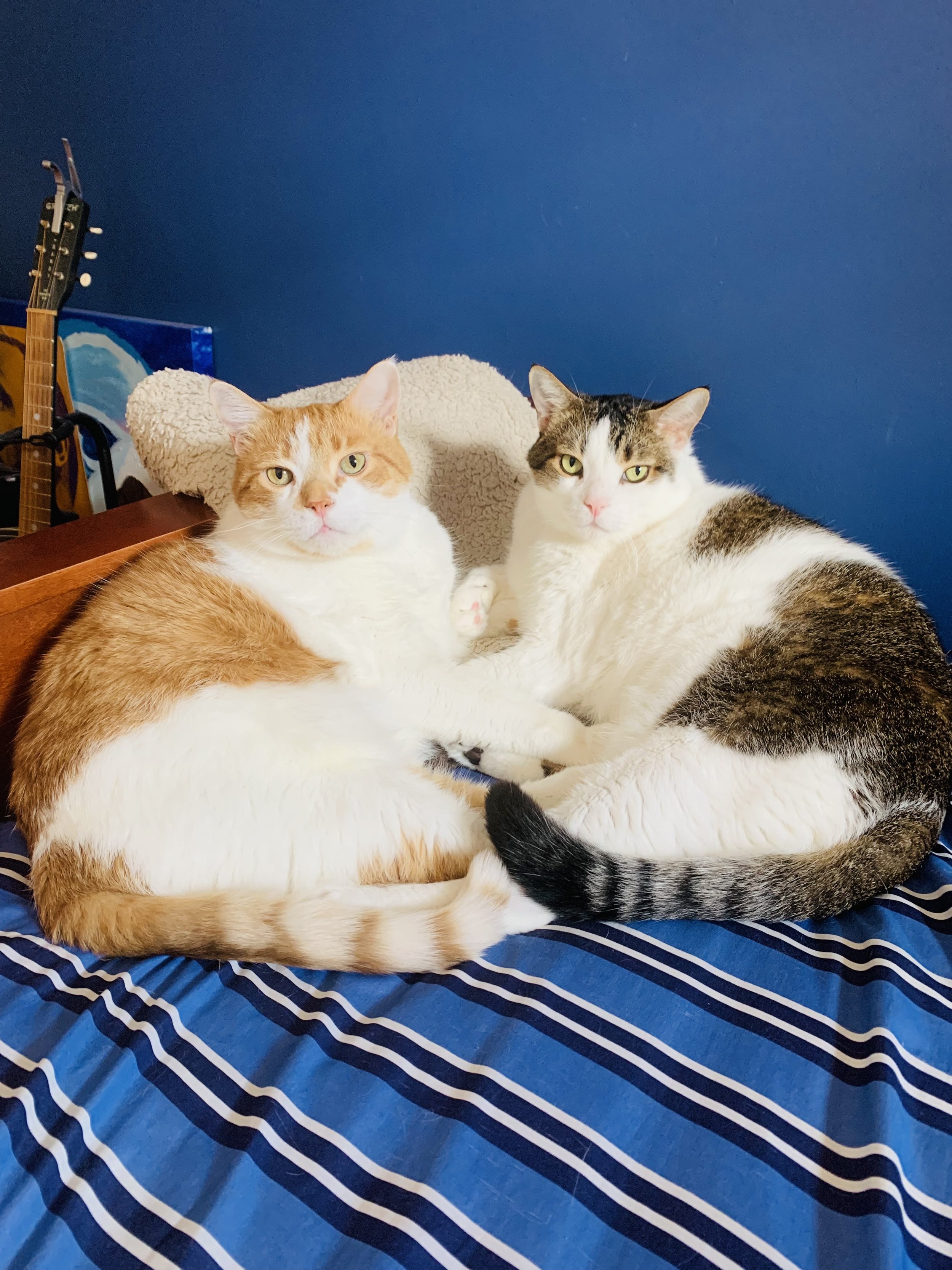 Adopt Finnegan &amp; Casey *courtesy post*
