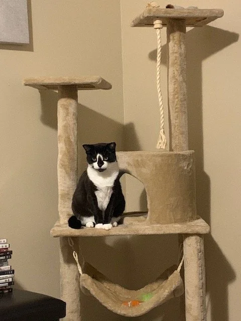 Courtesy Post: Bandit