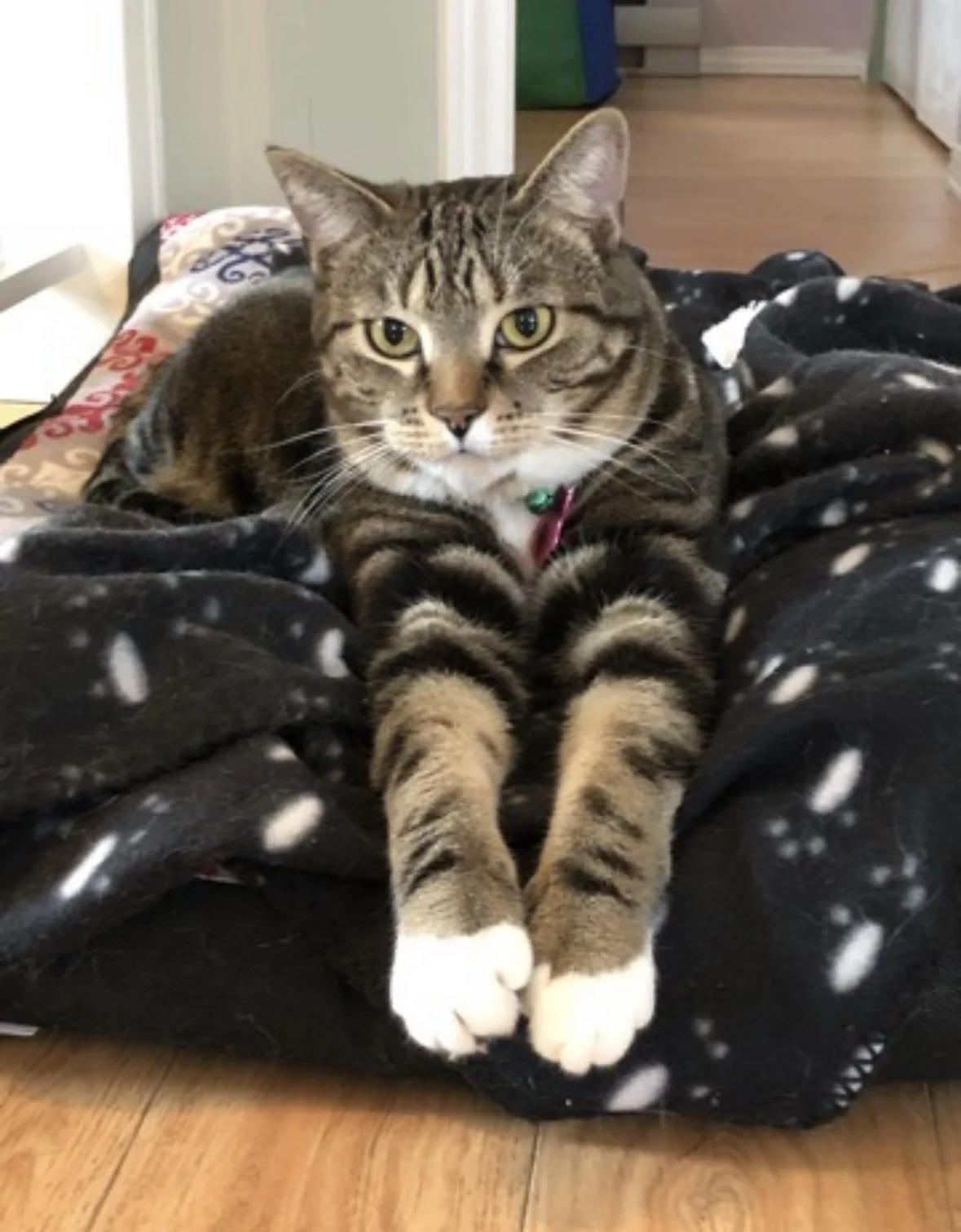 Courtesy Post: Stella