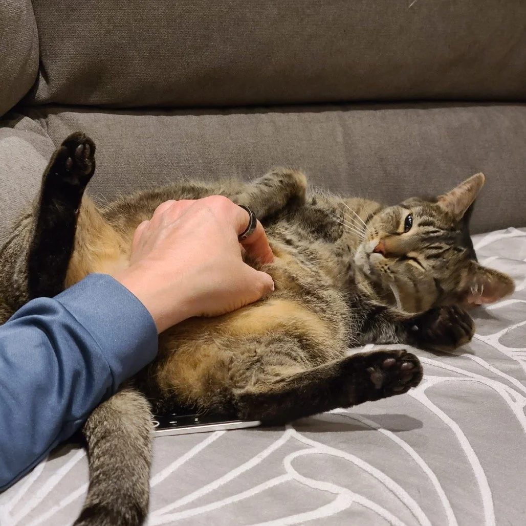 A person petting a relaxed tabby cat lying on a bed