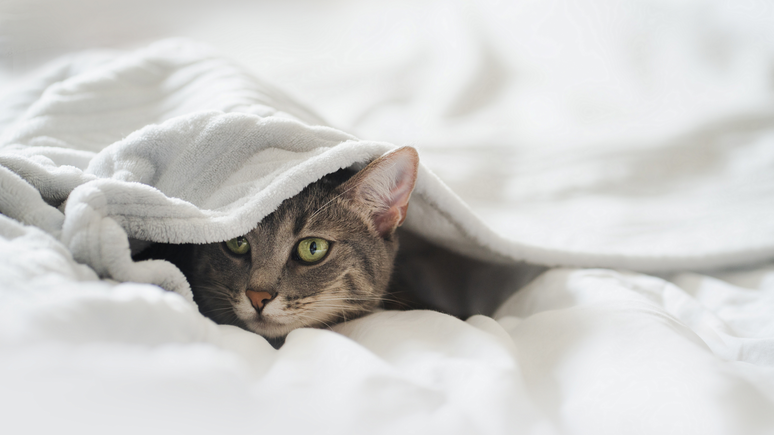 Gray cat under a white blanket on a bed, peeking out with green eyes.