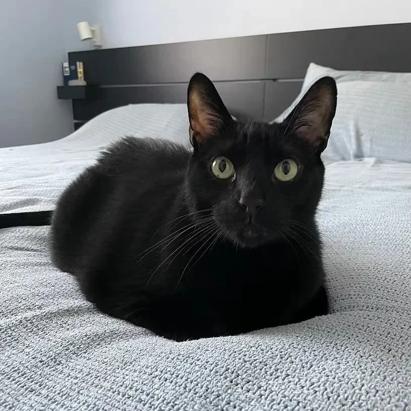 A black cat lying on a bed with a gray blanket in a bedroom.