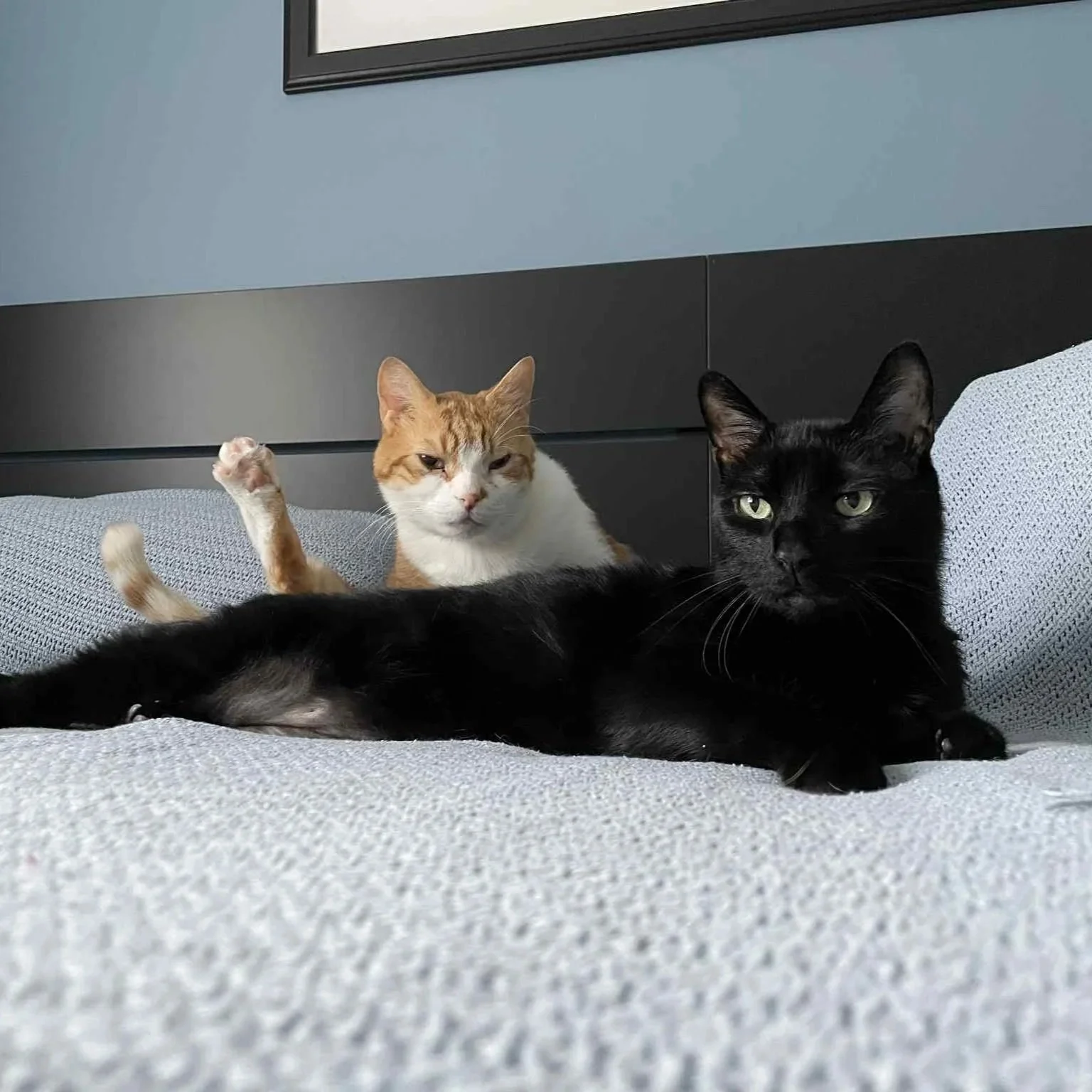 Pumpkin &amp; Milo