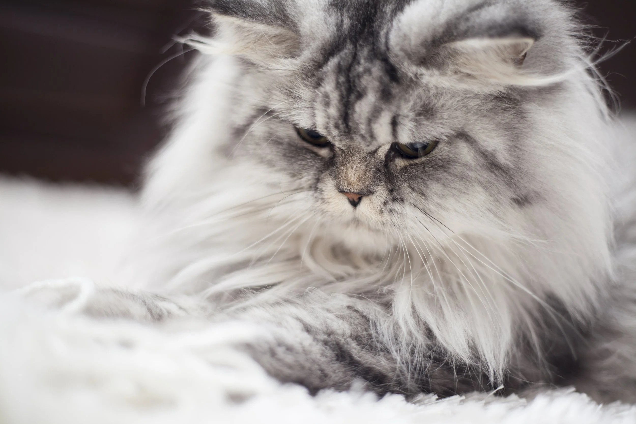 Close-up of a fluffy Persian cat with gray and white fur, laying down.