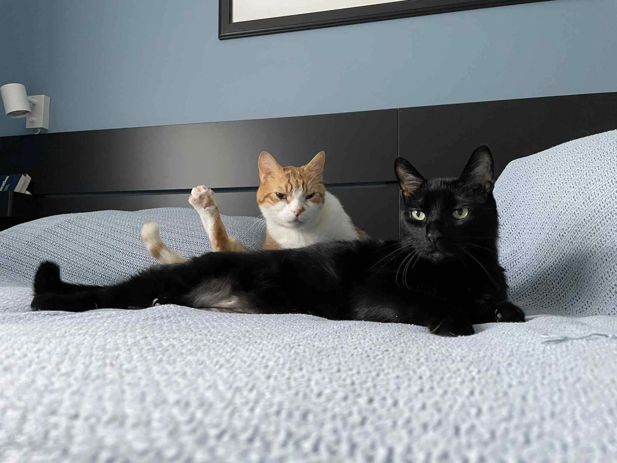 Two cats lying on a gray textured surface. One cat is orange and white with a raised paw, and the other is black with green eyes.