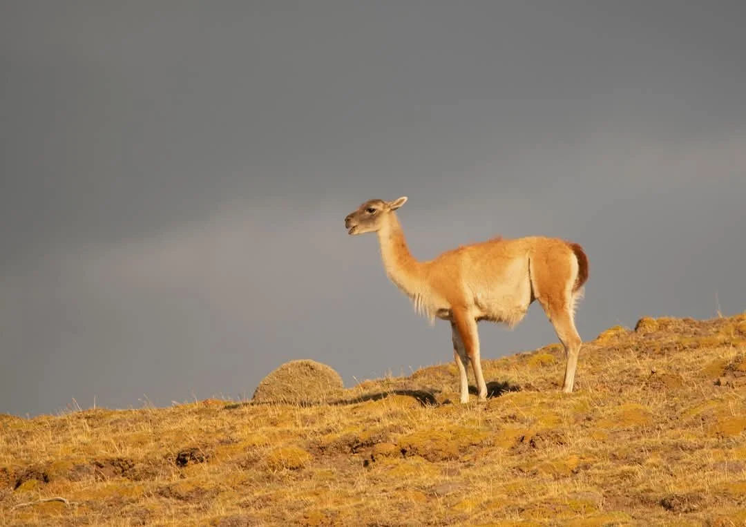 Guanaco, Patagonia, Chile