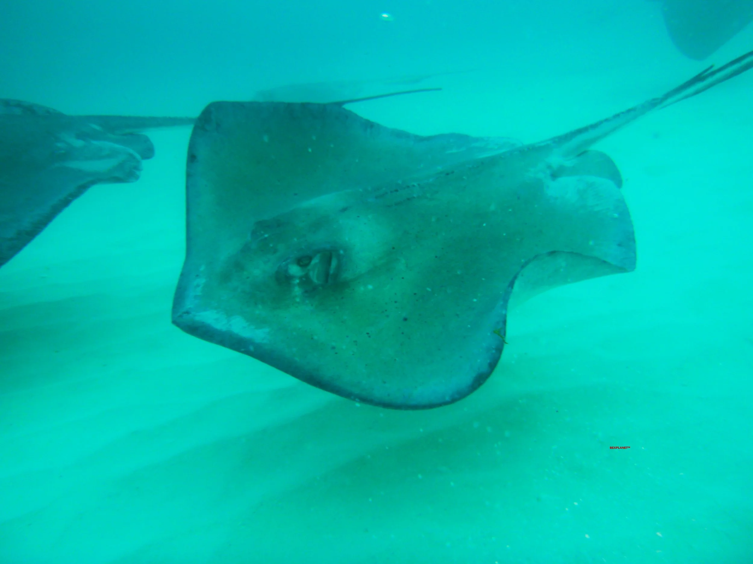 Stingray, Stingray City, Grand Cayman, British Cayman Islands