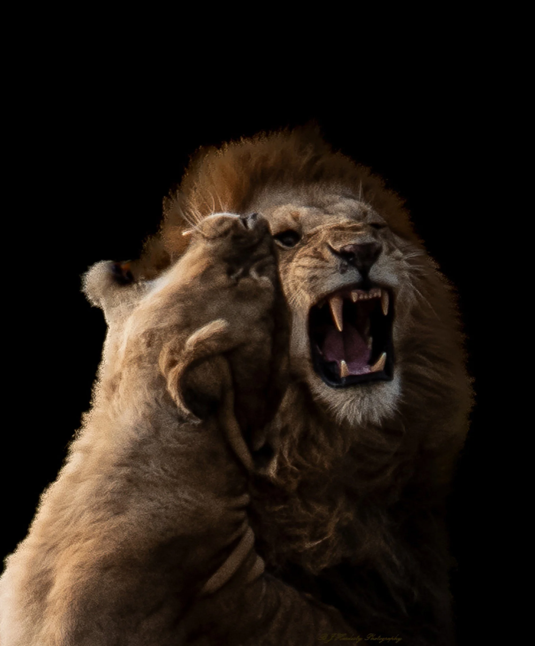 Passion in the Pride, Kenya, Africa