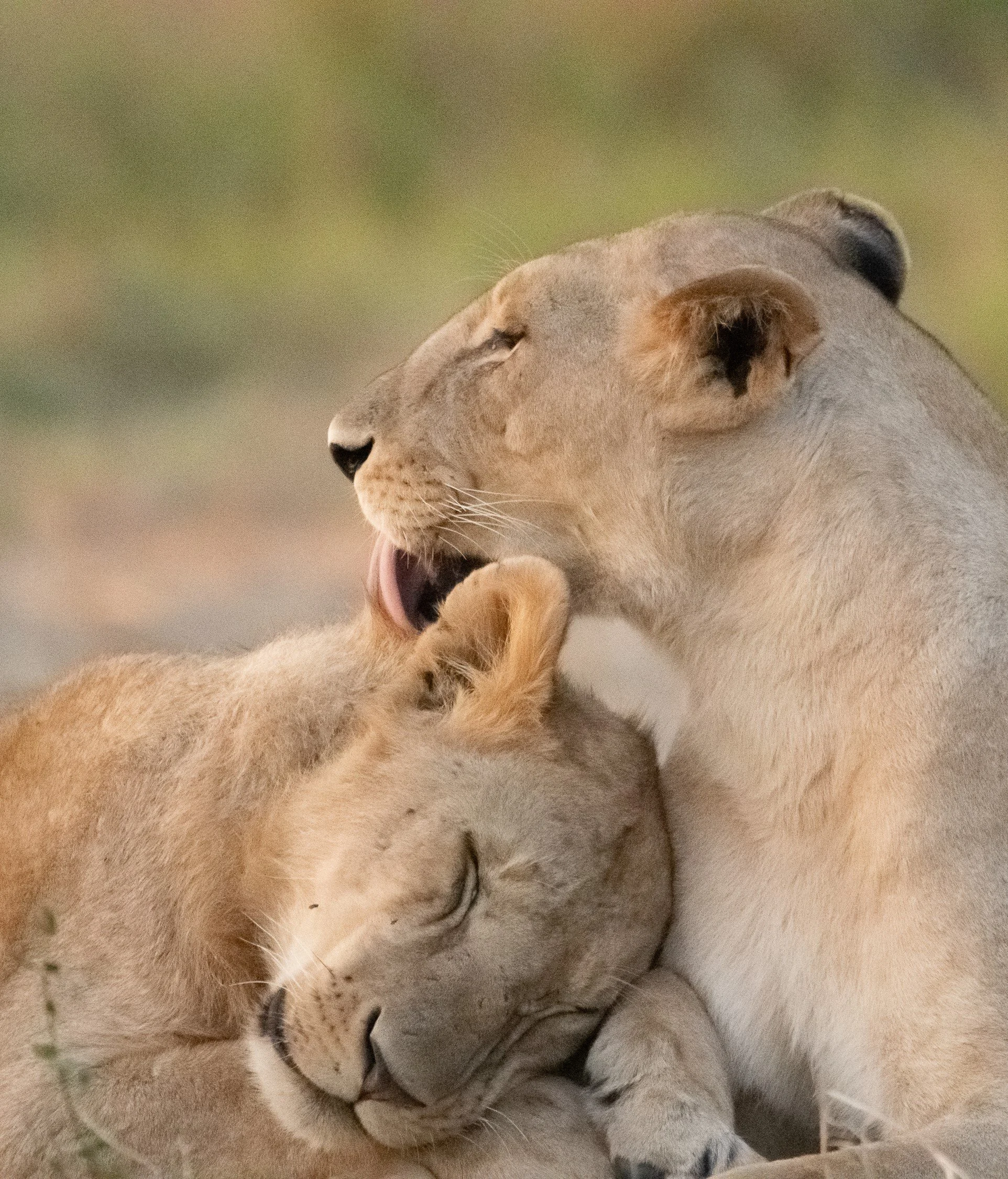 Motherly Love, Kenya, Africa