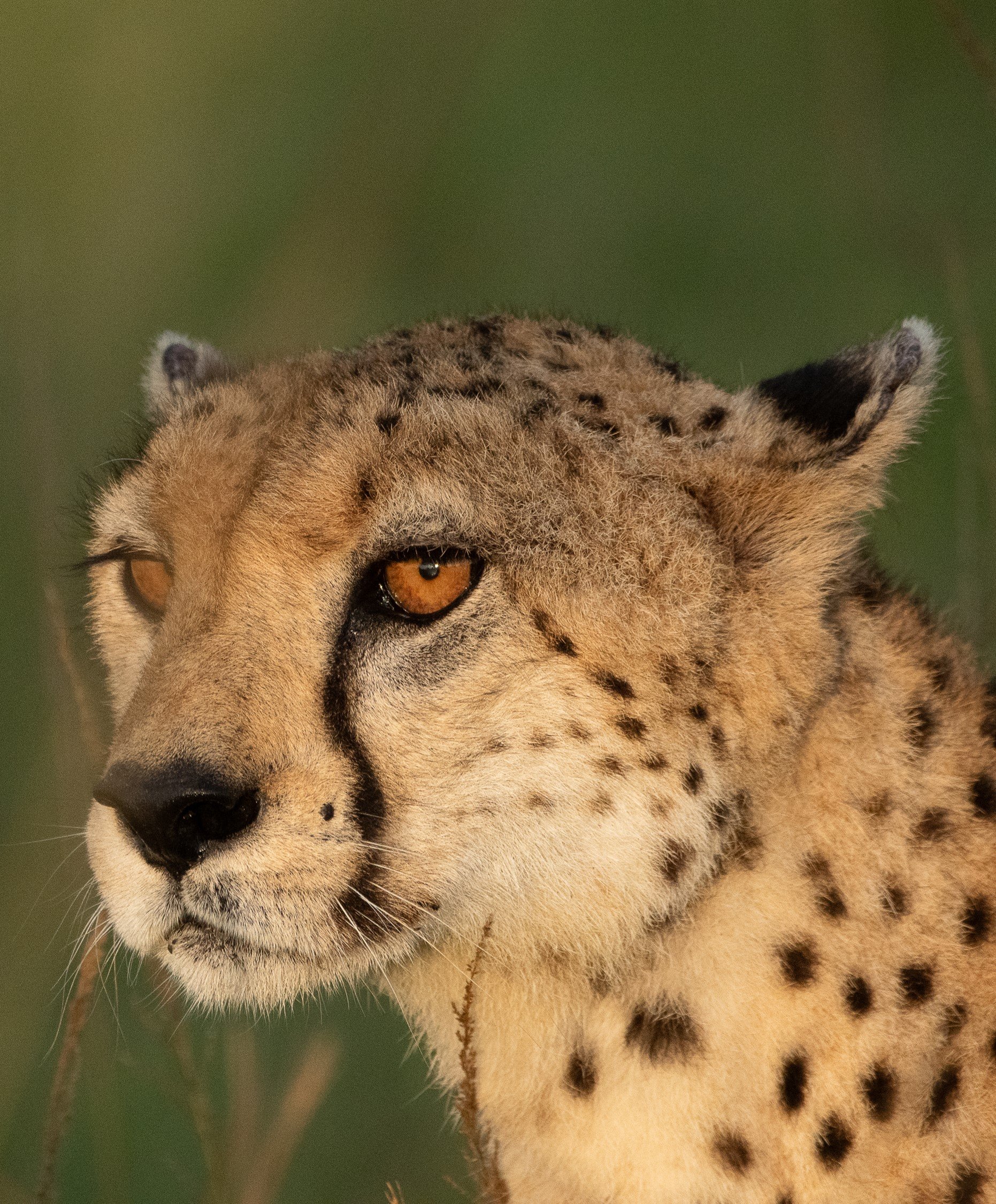 Cheetah focus, Kenya, Africa