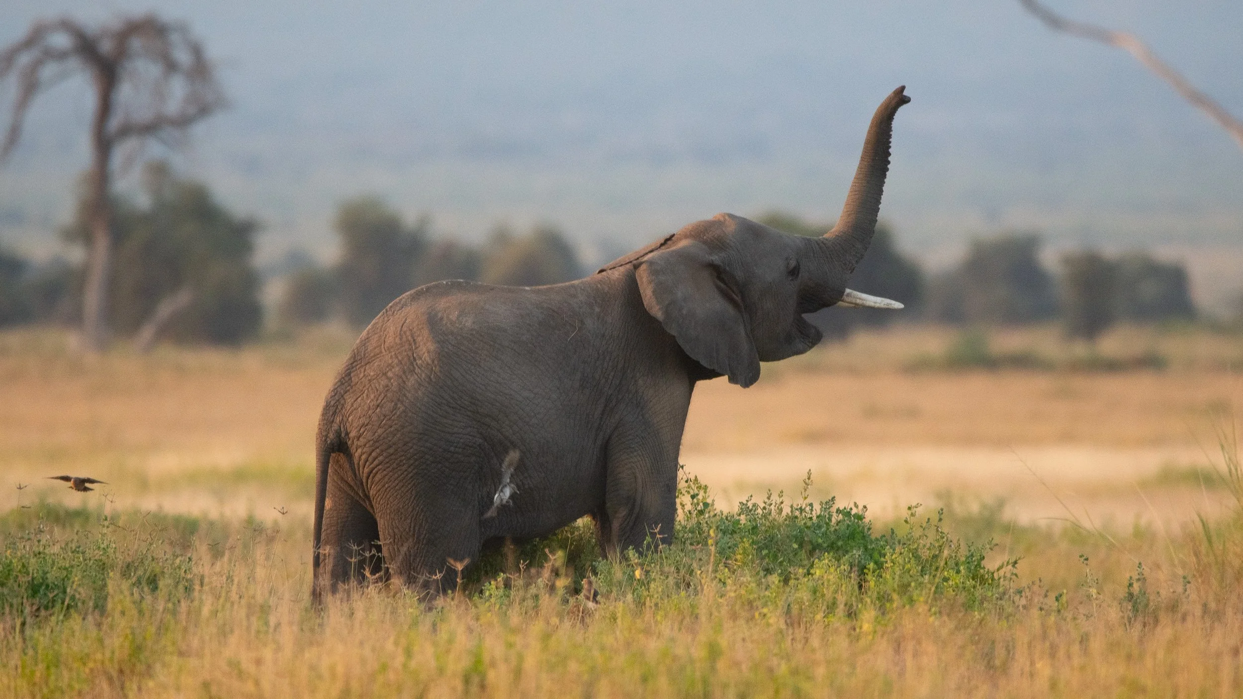 Baby Calling Mom, Kenya, Africa