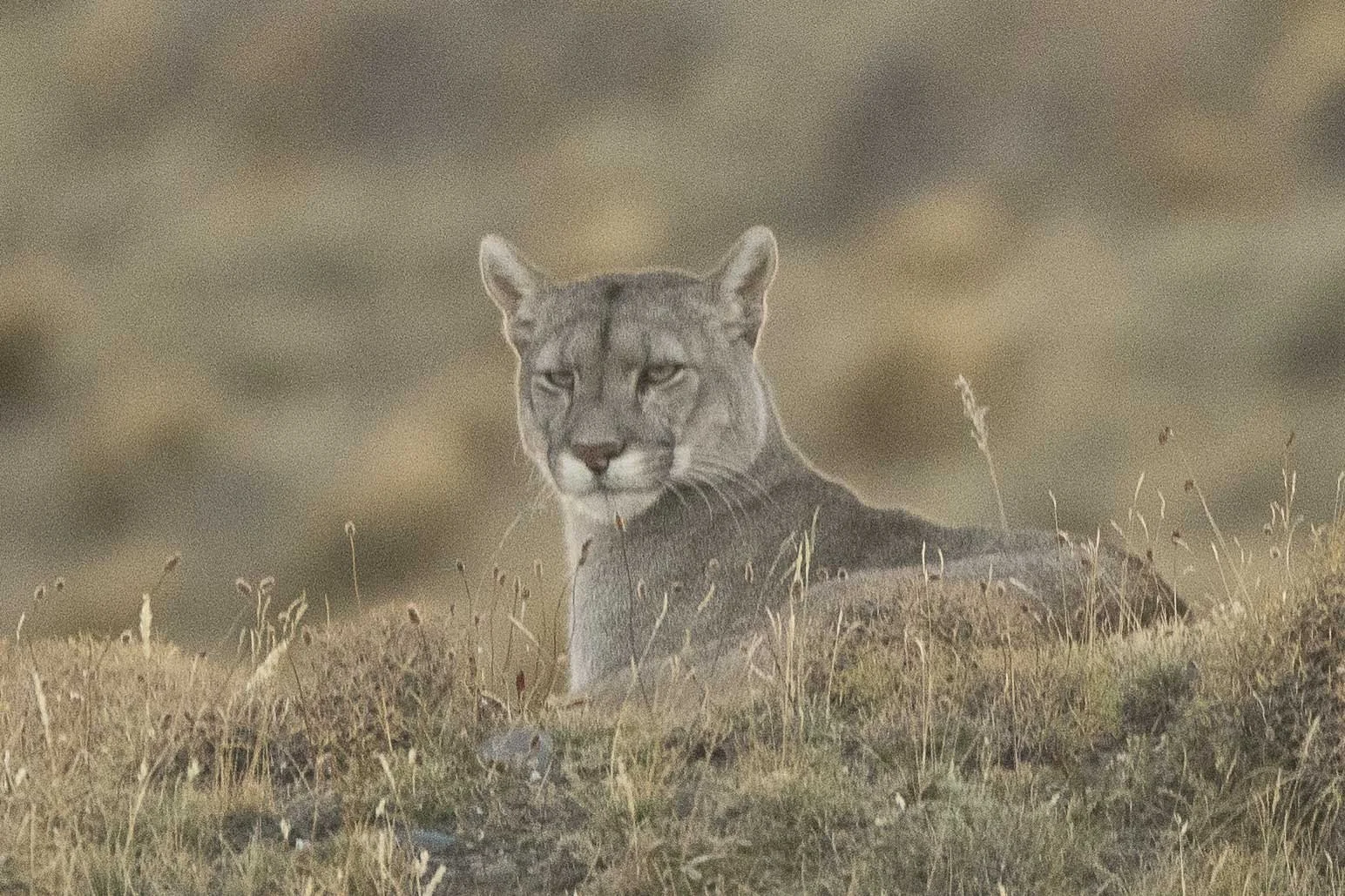 Amarga, Torres Del Paine, Patagonia, Chile