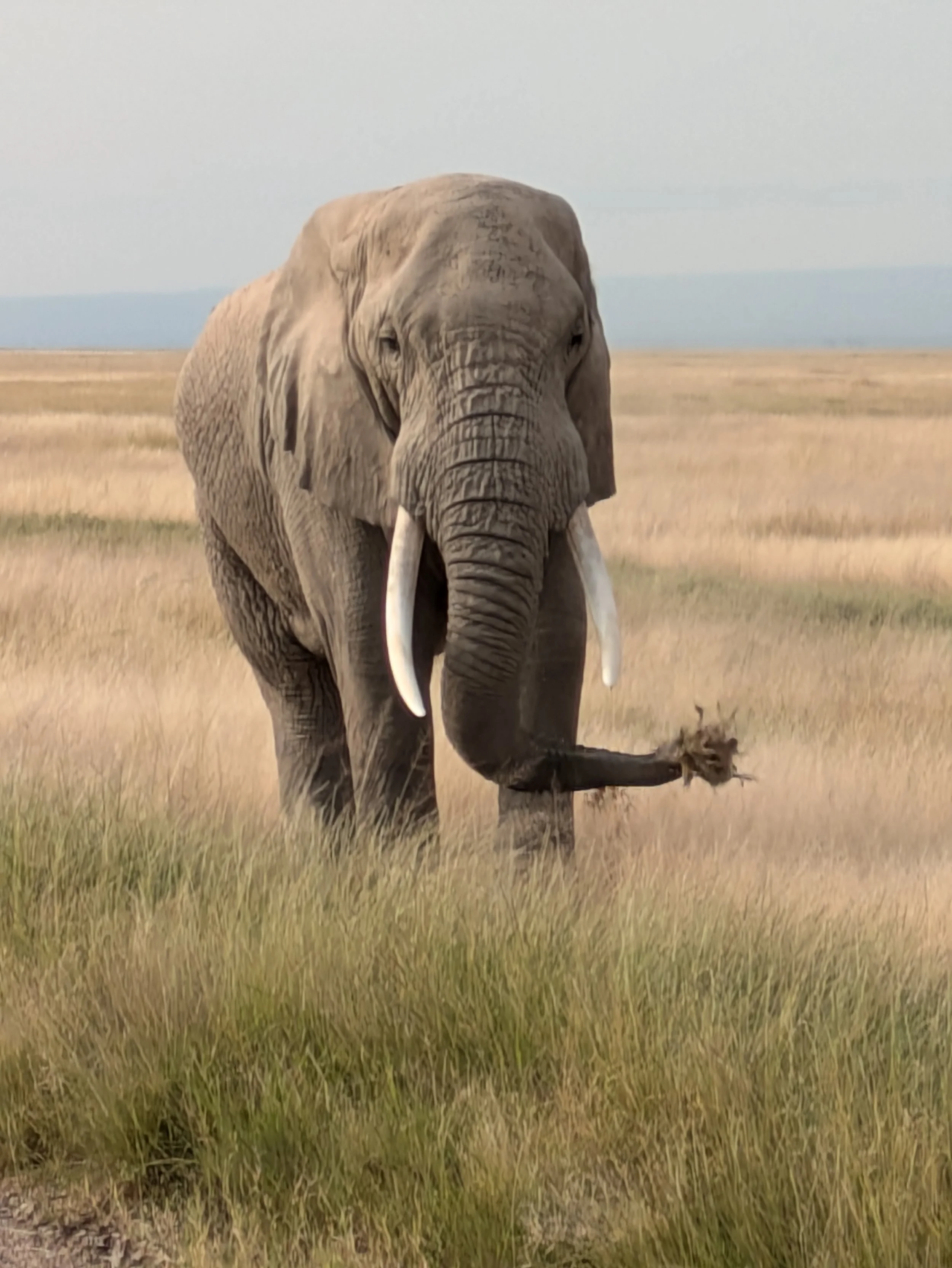 Breakfast on the Serengeti, Kenya, Africa