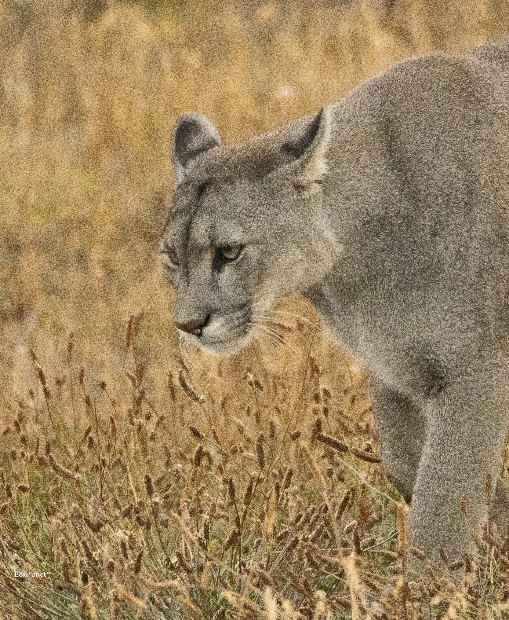 Amarga, Torres Del Paine, Patagonia, Chile