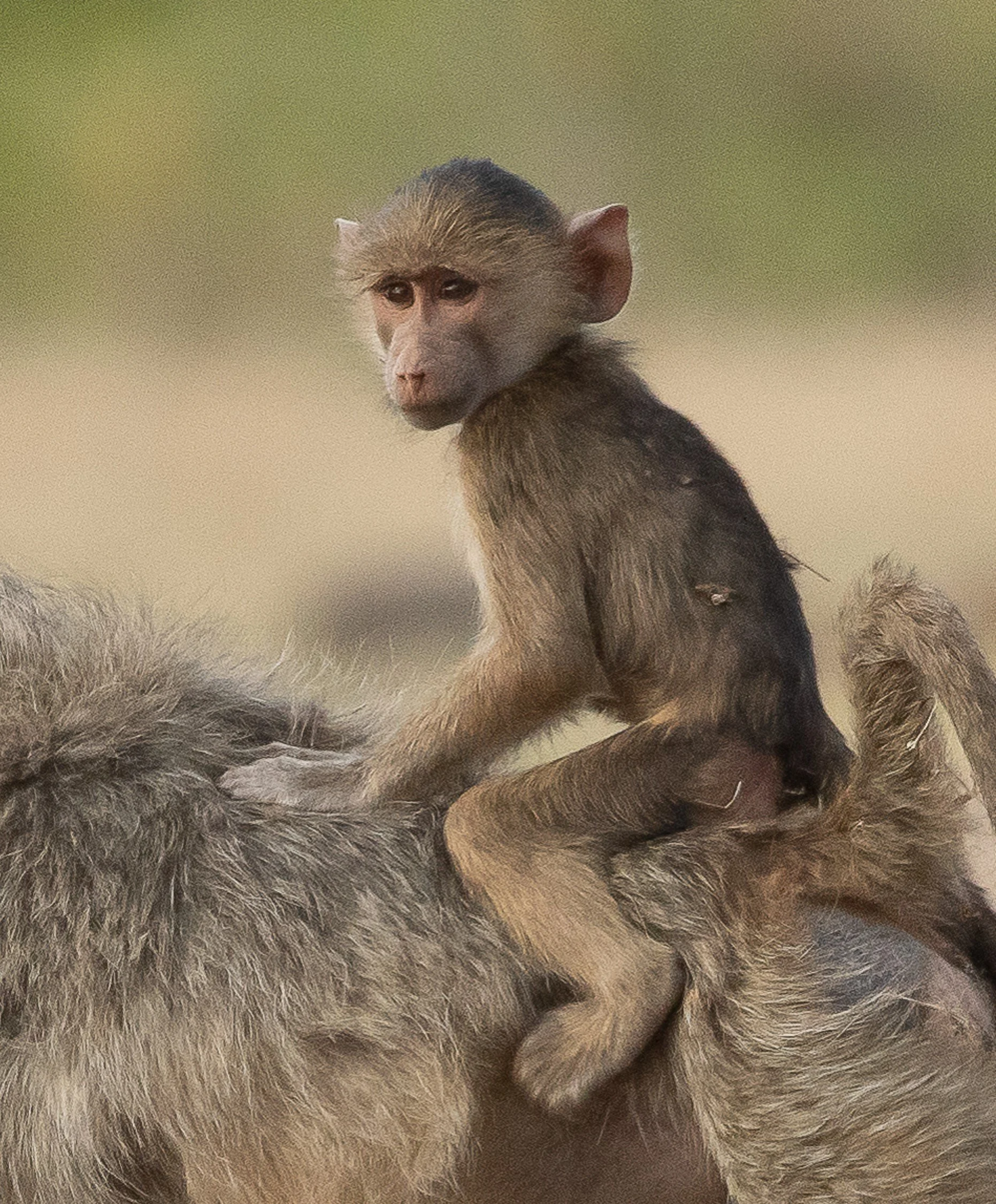 Catching a ride, Kenya, Africa