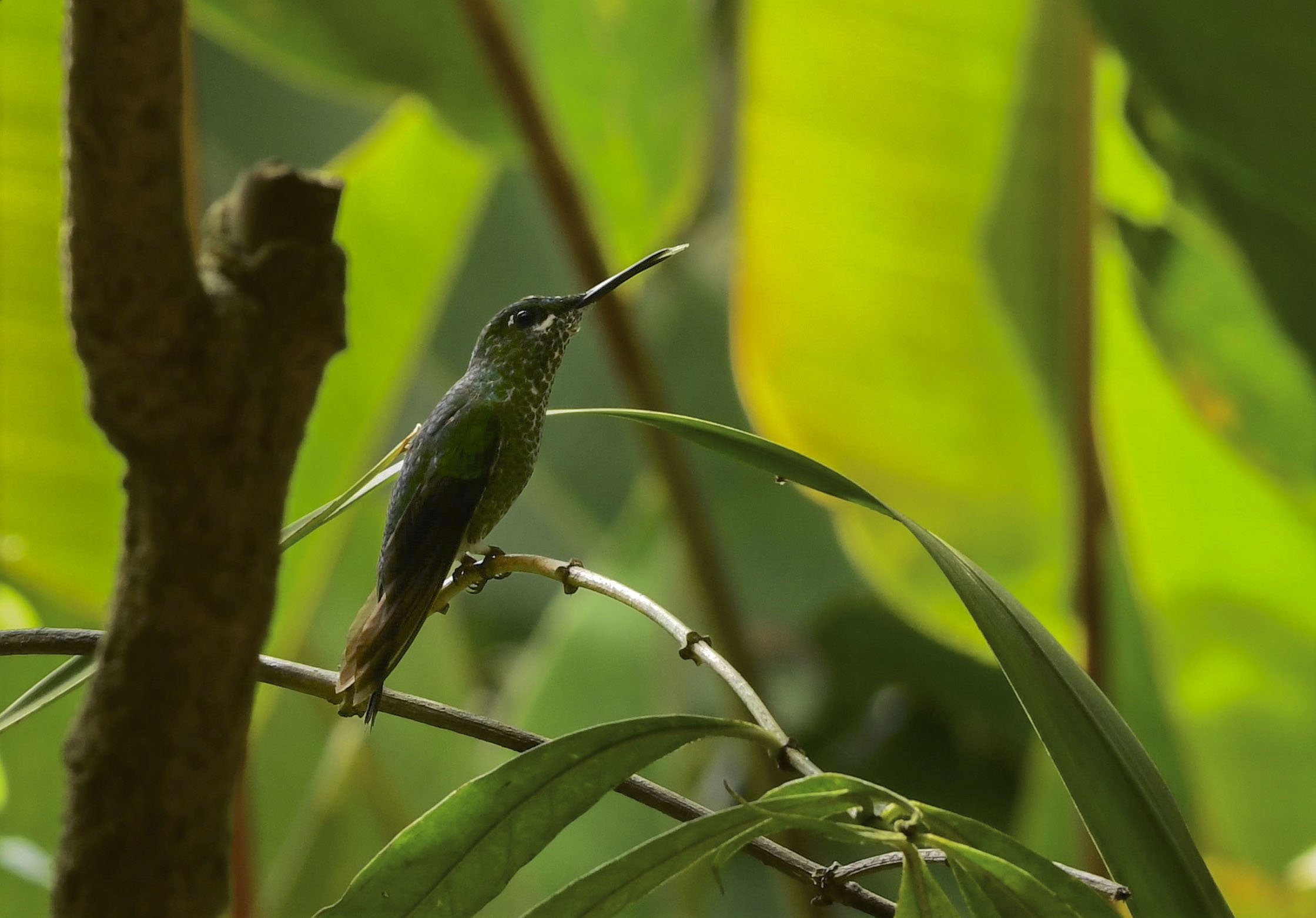 Bird 1.jpg