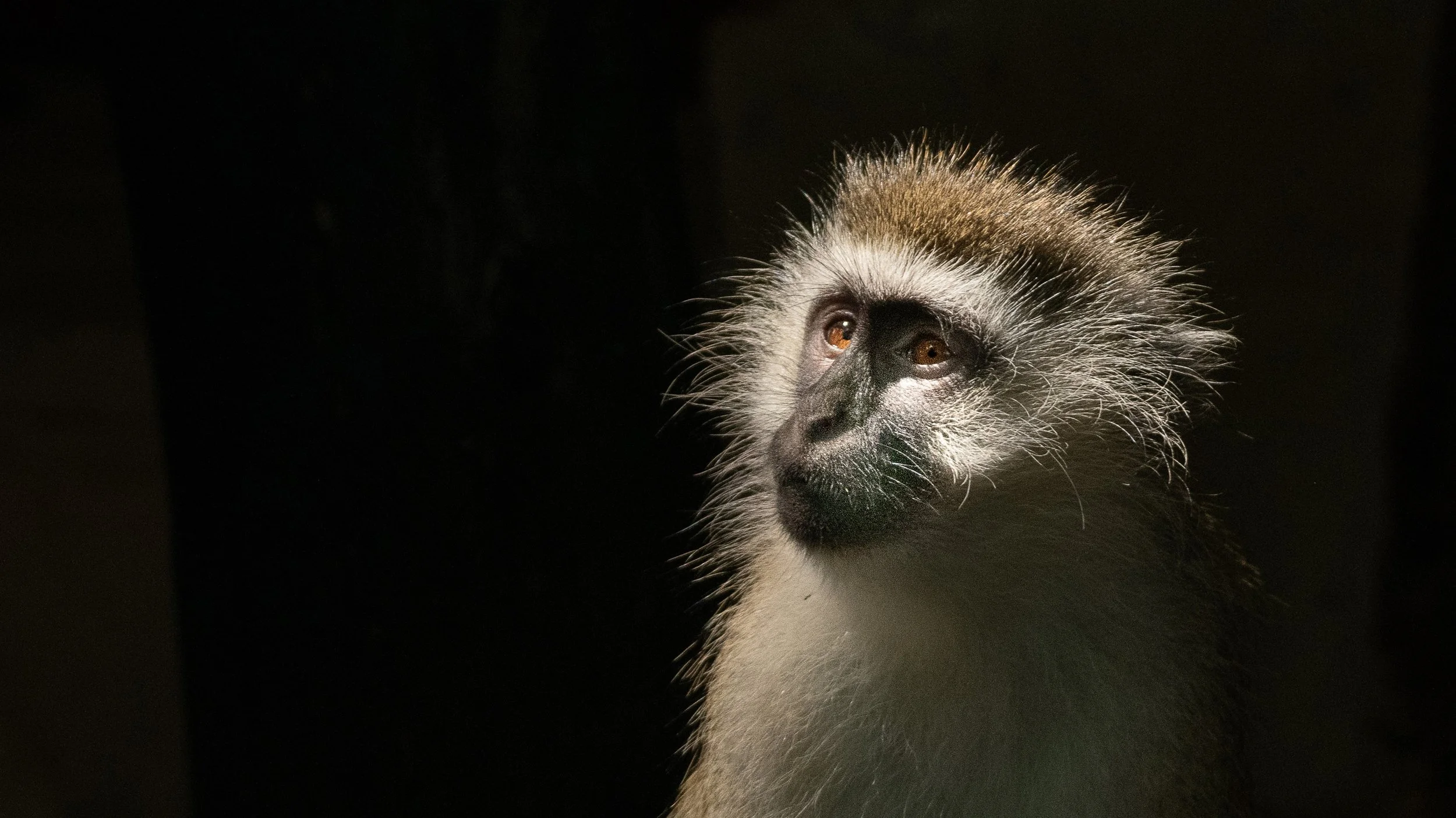 Watching the Moths, Kenya, Africa
